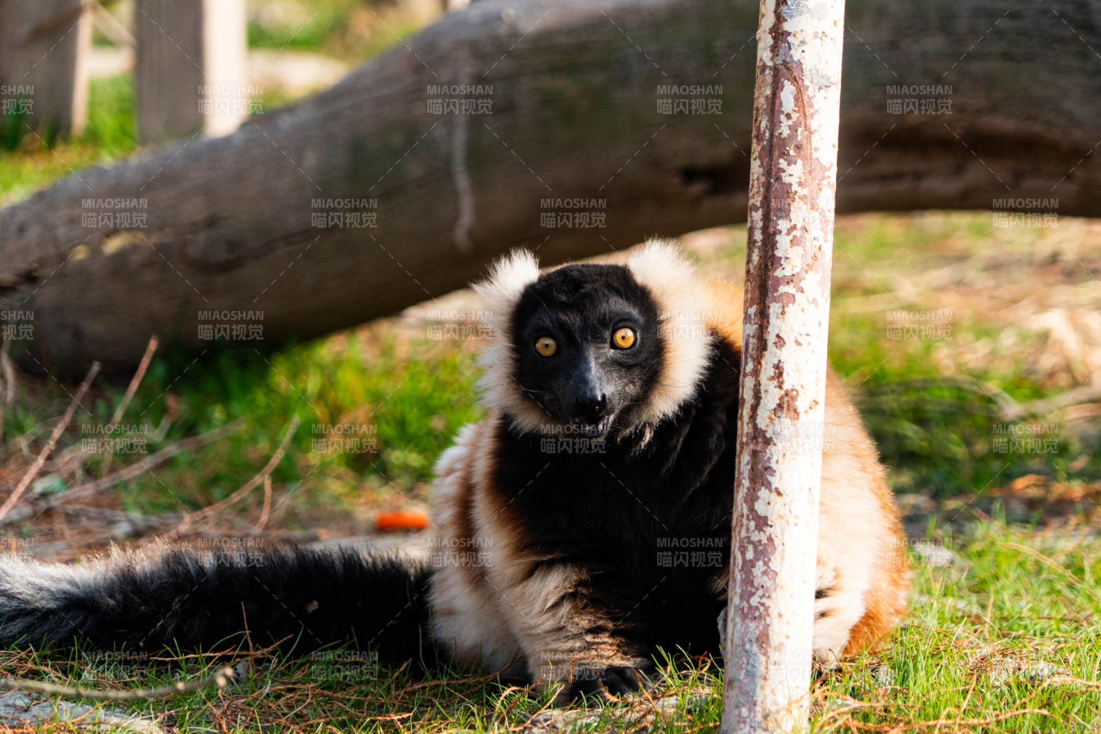 黑美狐猴在草地上休息