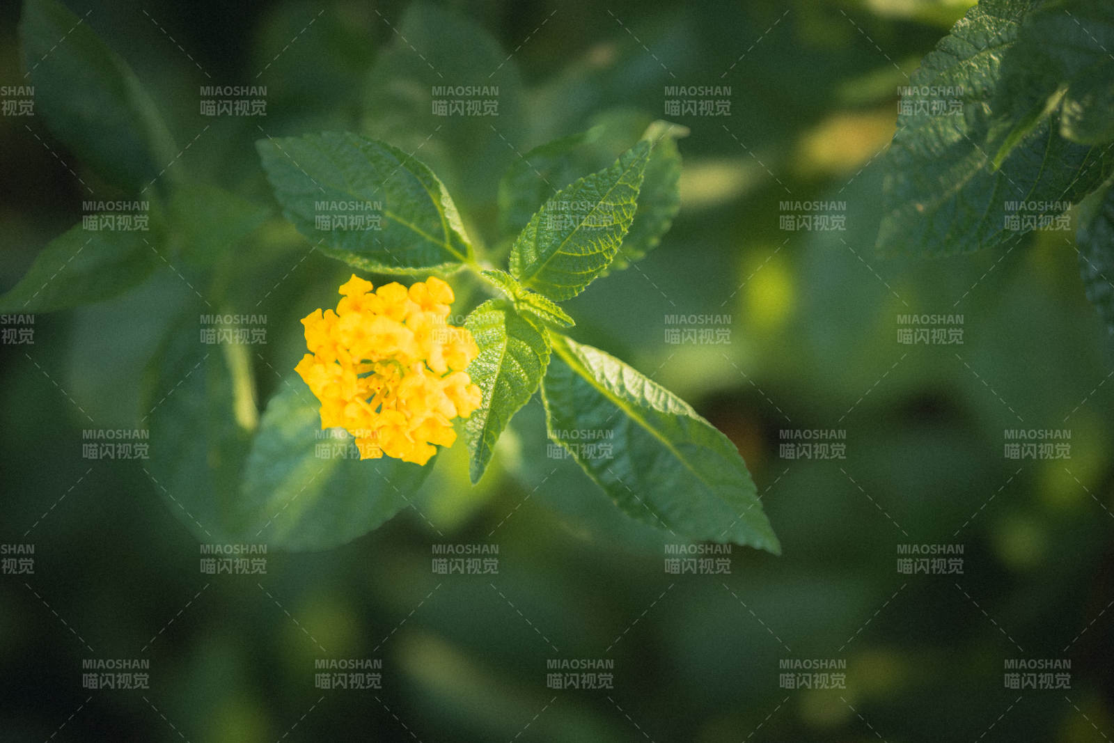 綠葉叢中的黃色小花