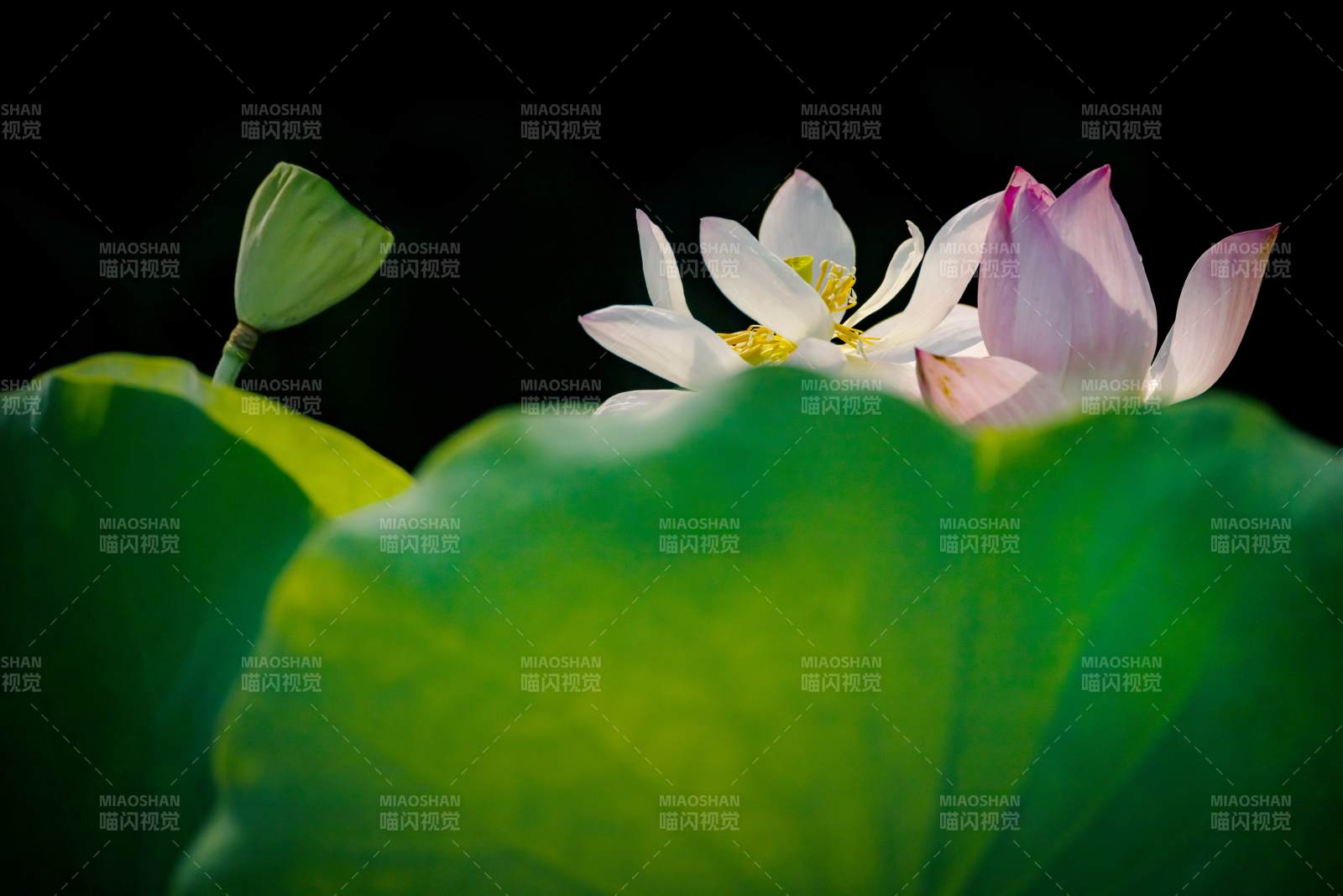 蓮花綻放 綠葉相伴