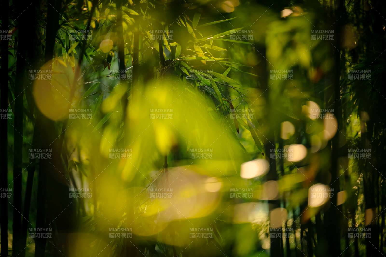 竹林光影 自然之美