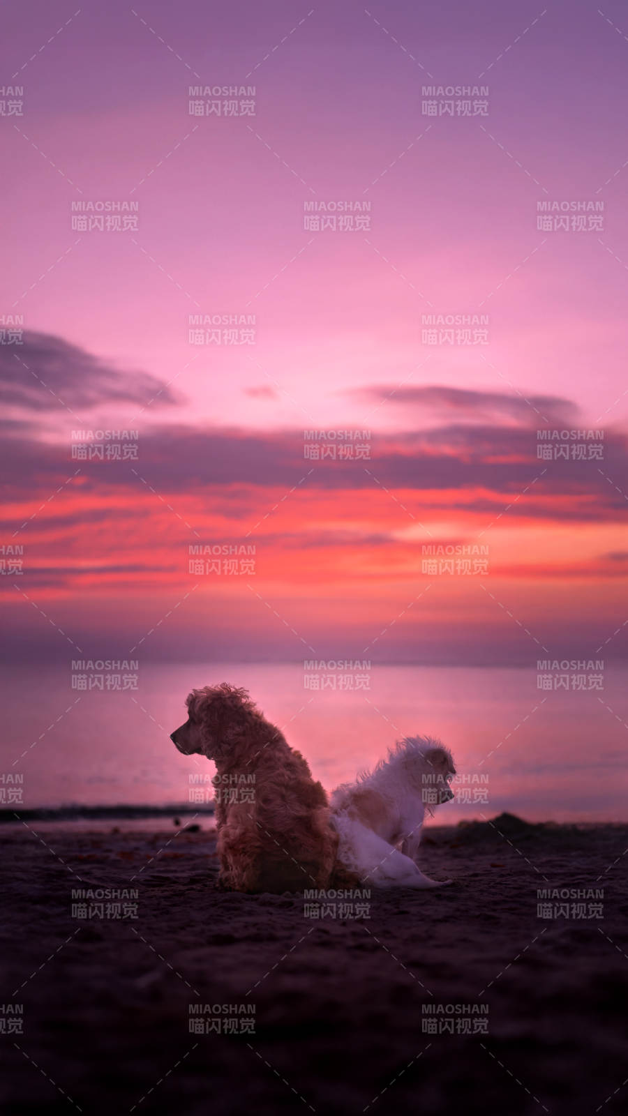 海灘日落 雙犬相伴