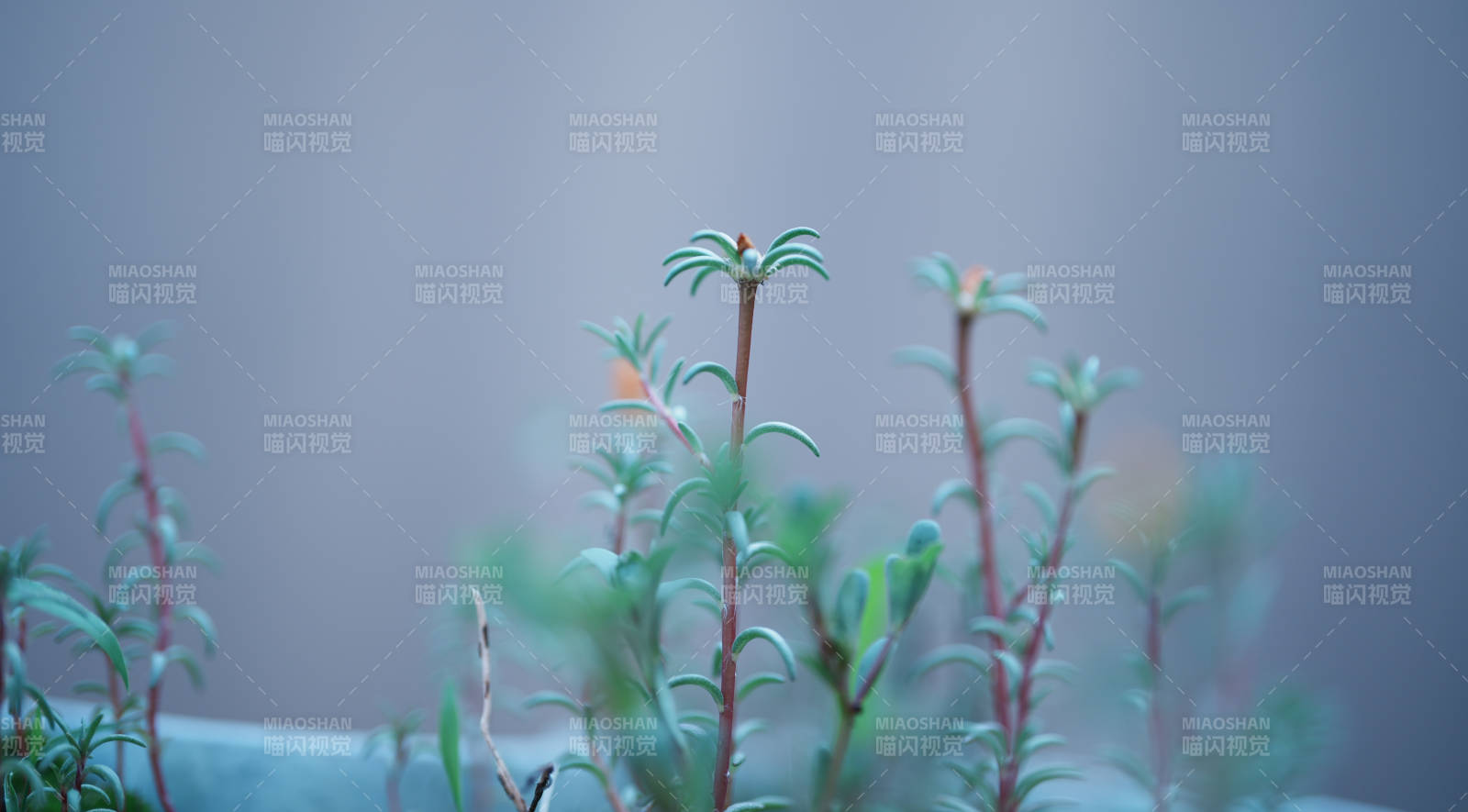 綠植新生 生機勃勃