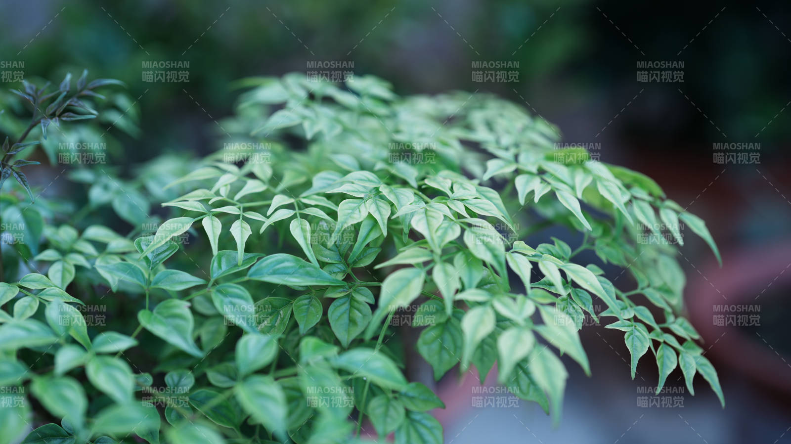綠葉繁茂 生機盎然