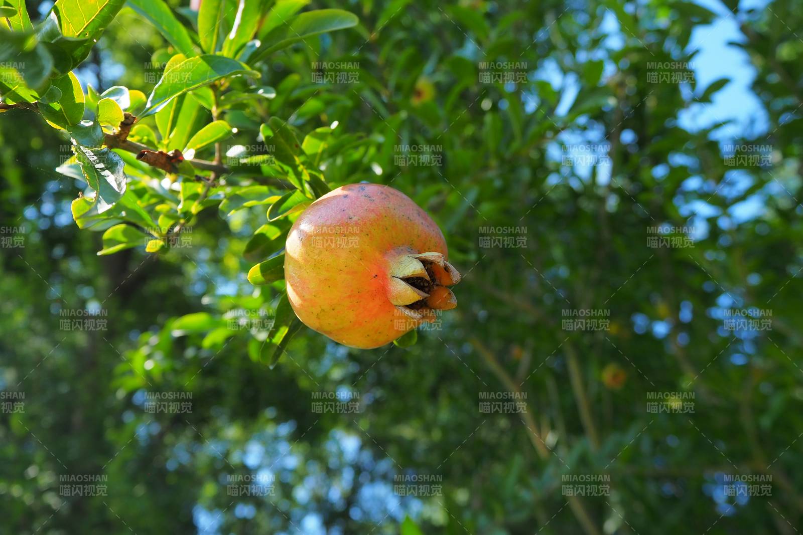 樹上的石榴果