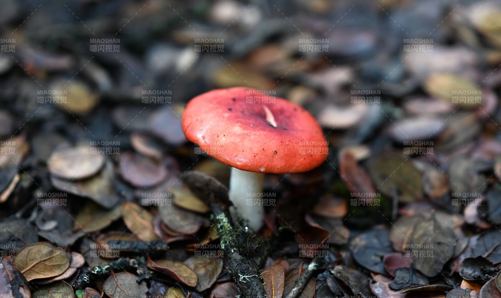 野生紅蘑菇