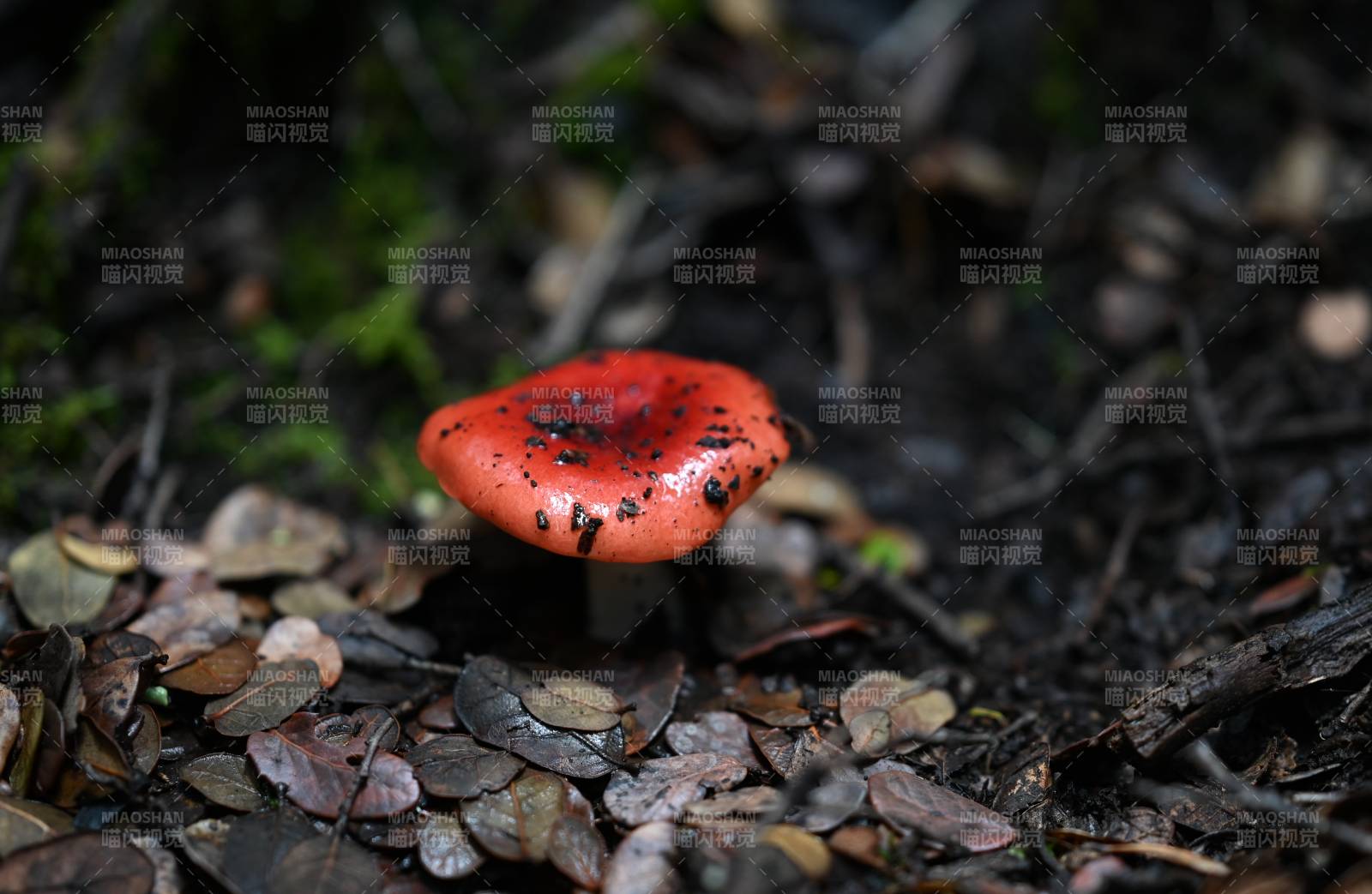 林間紅蘑菇