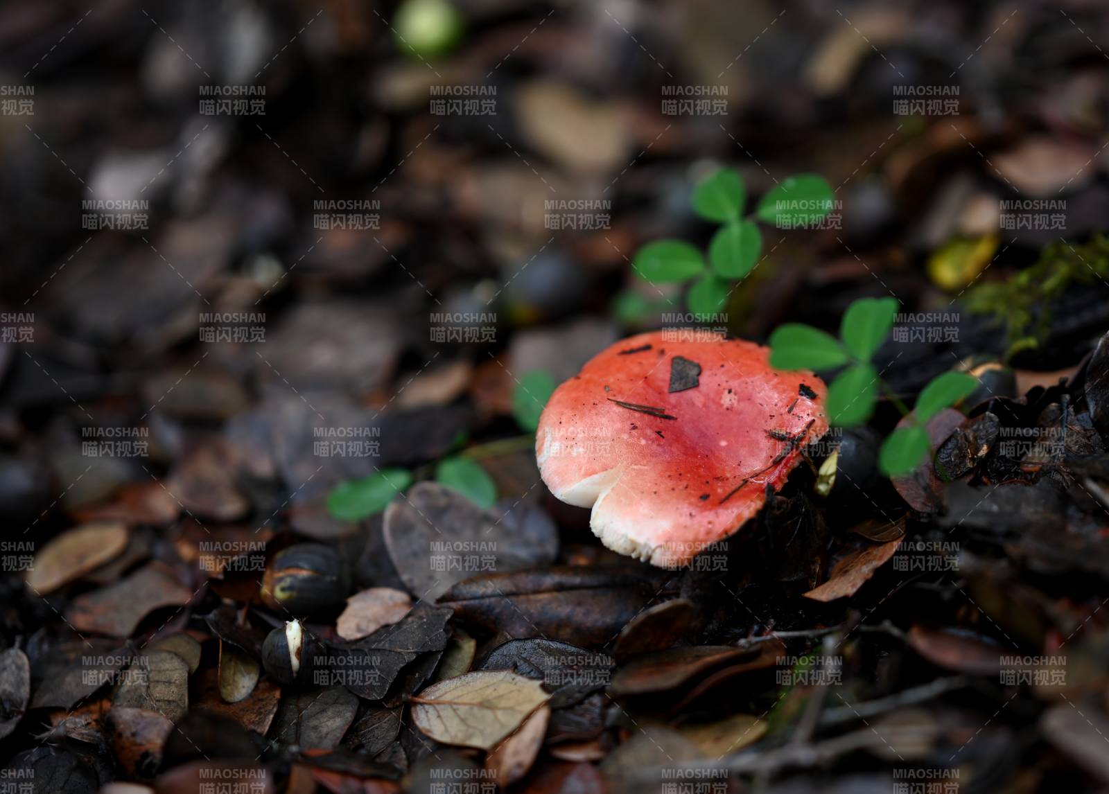 林間紅蘑菇