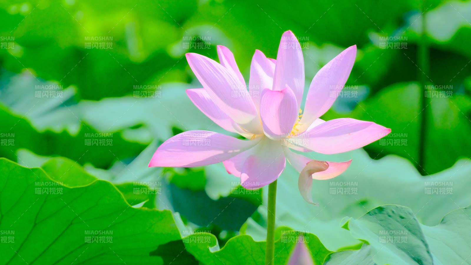 粉色蓮花綻放綠葉間