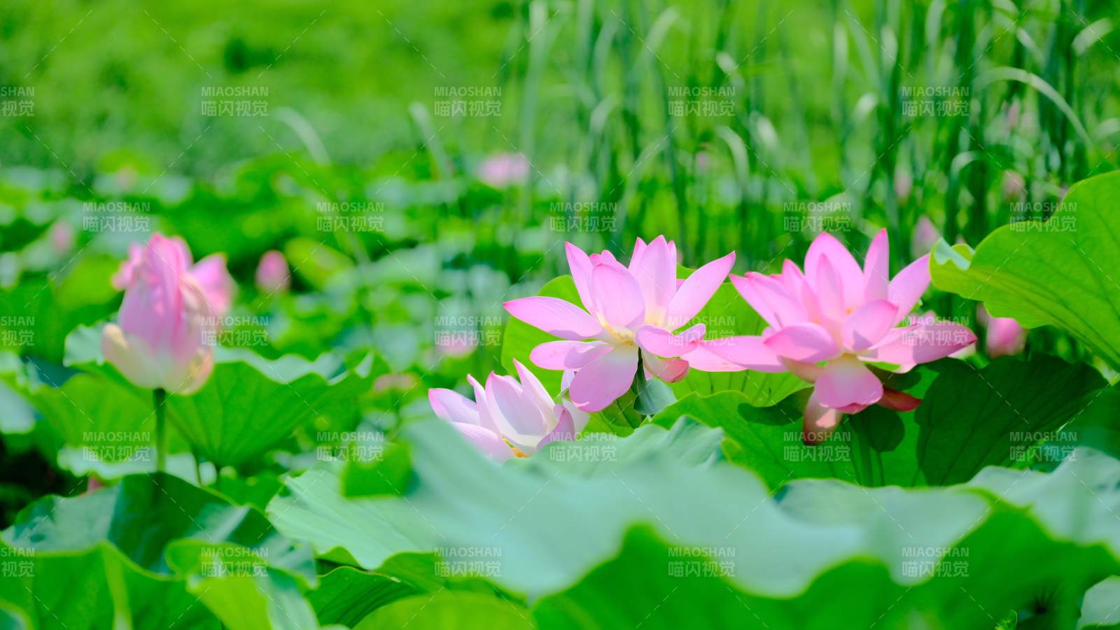 夏日荷花綻放美景