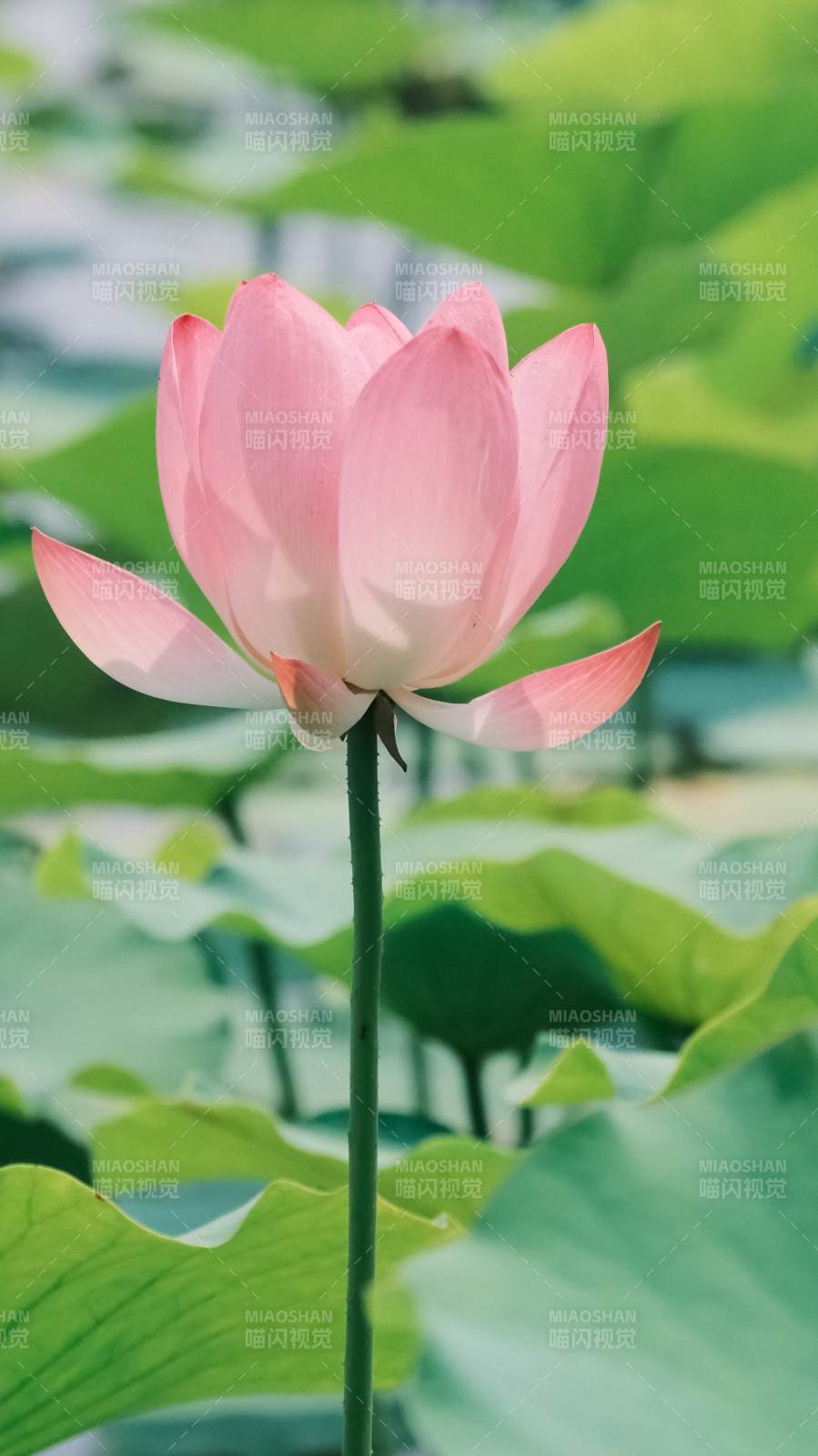粉嫩蓮花靜謐綻放