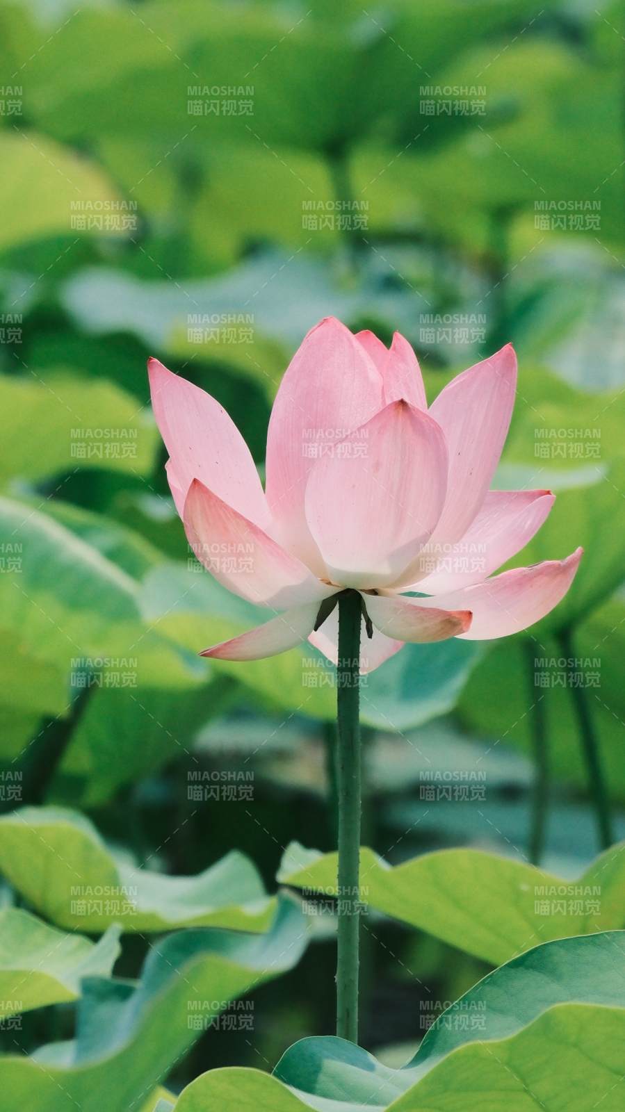 池中粉蓮靜綻放