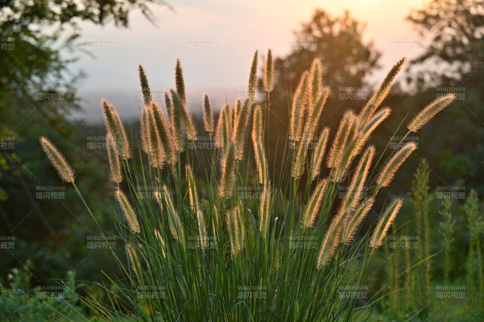 夕陽下的草叢光影