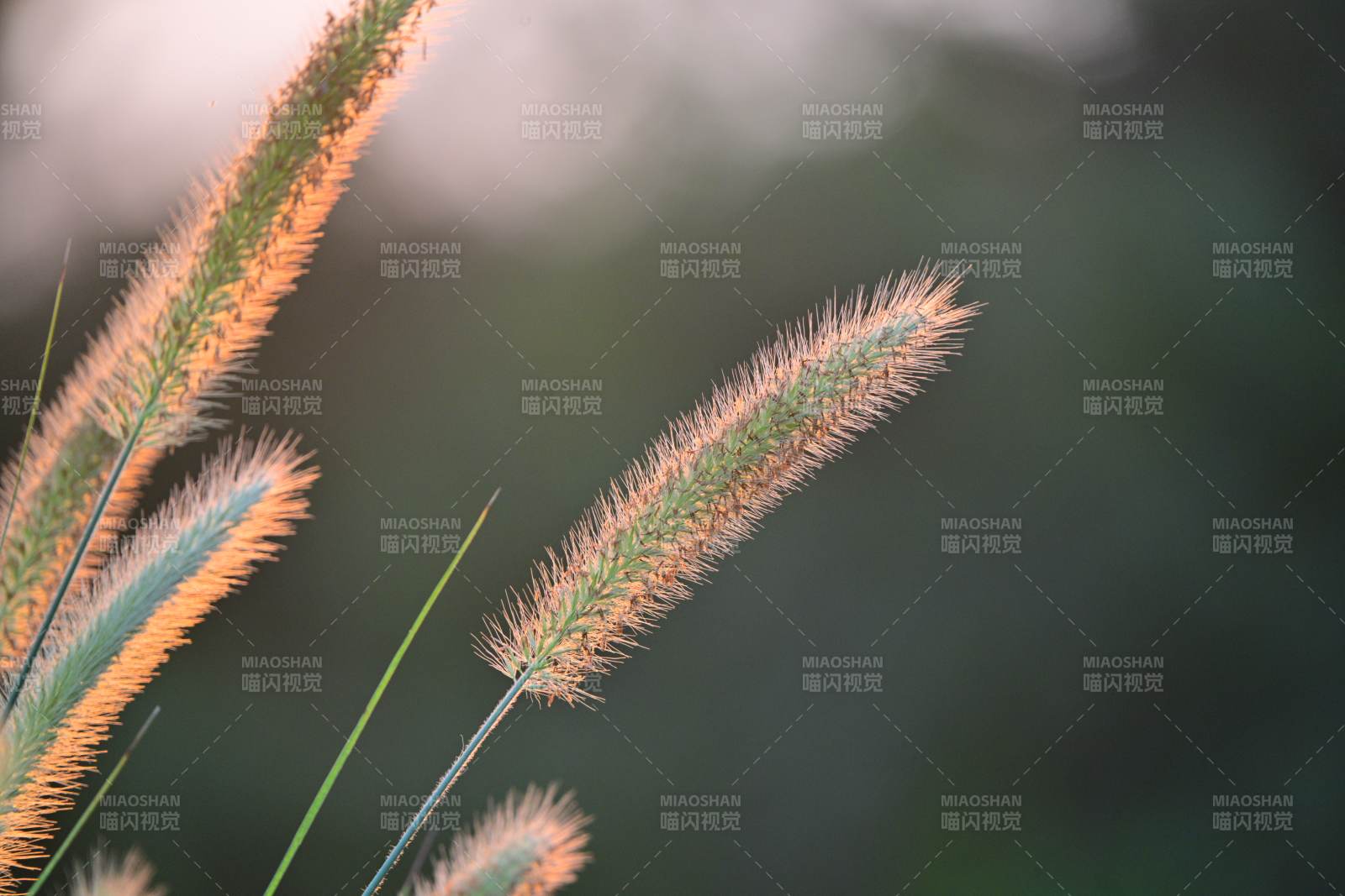 秋日草穗的溫柔光影