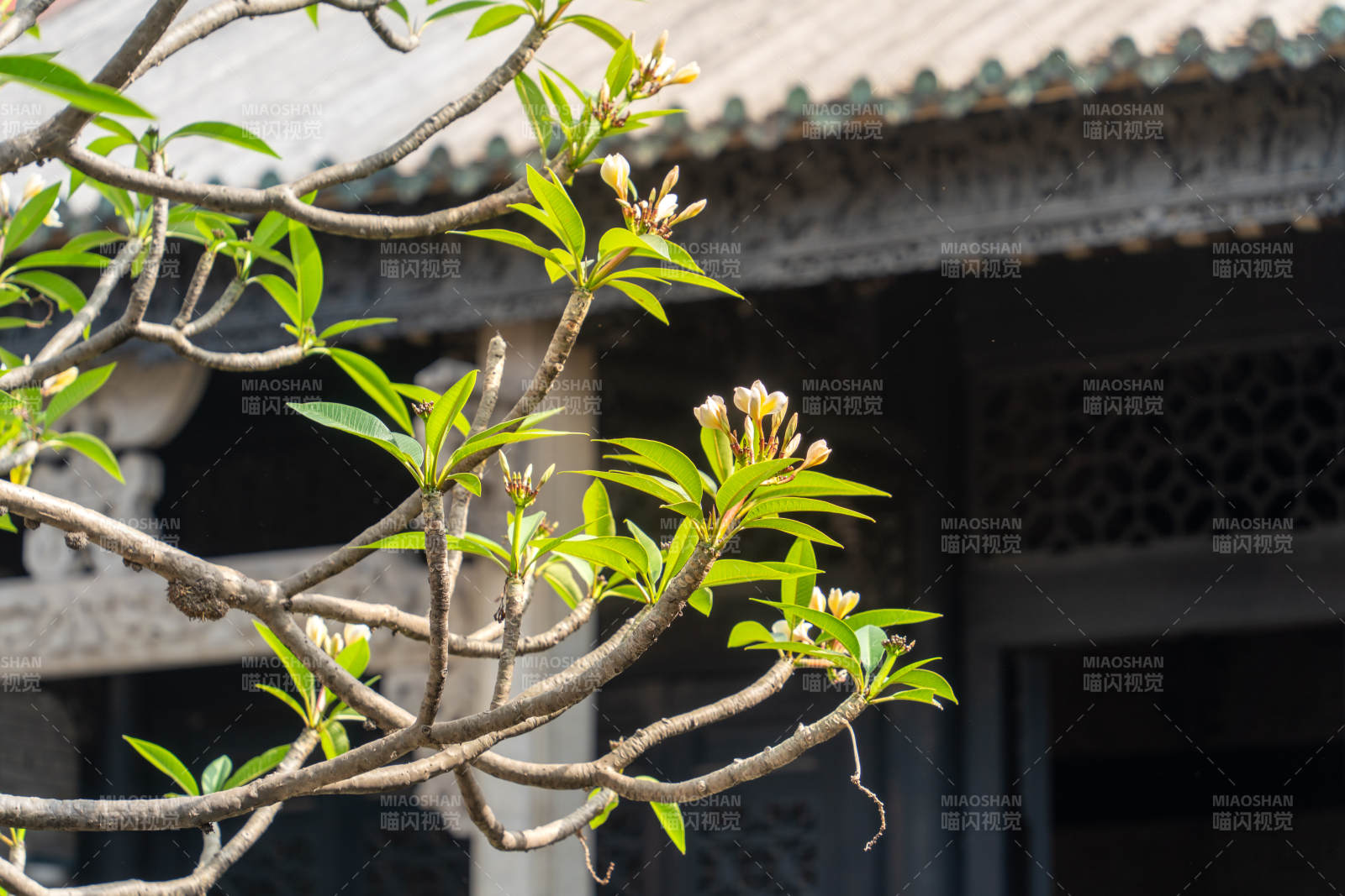 古建筑前的綠葉與蘭花花蕾