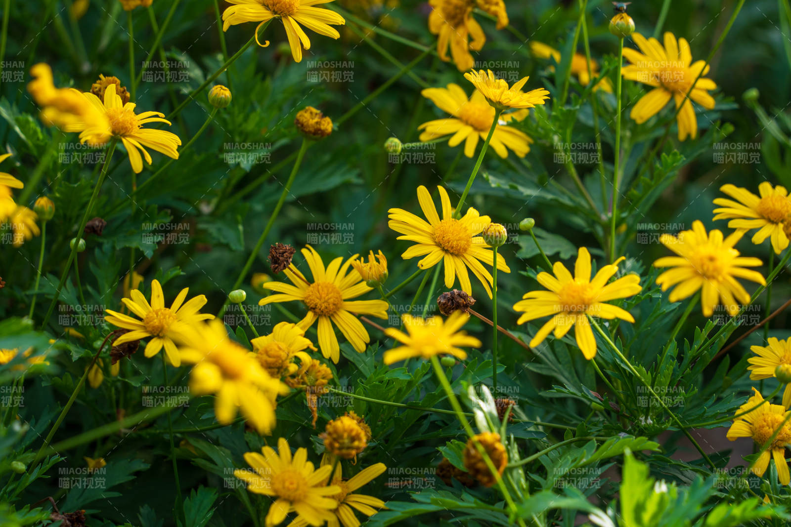 金黃色菊花綻放花園中