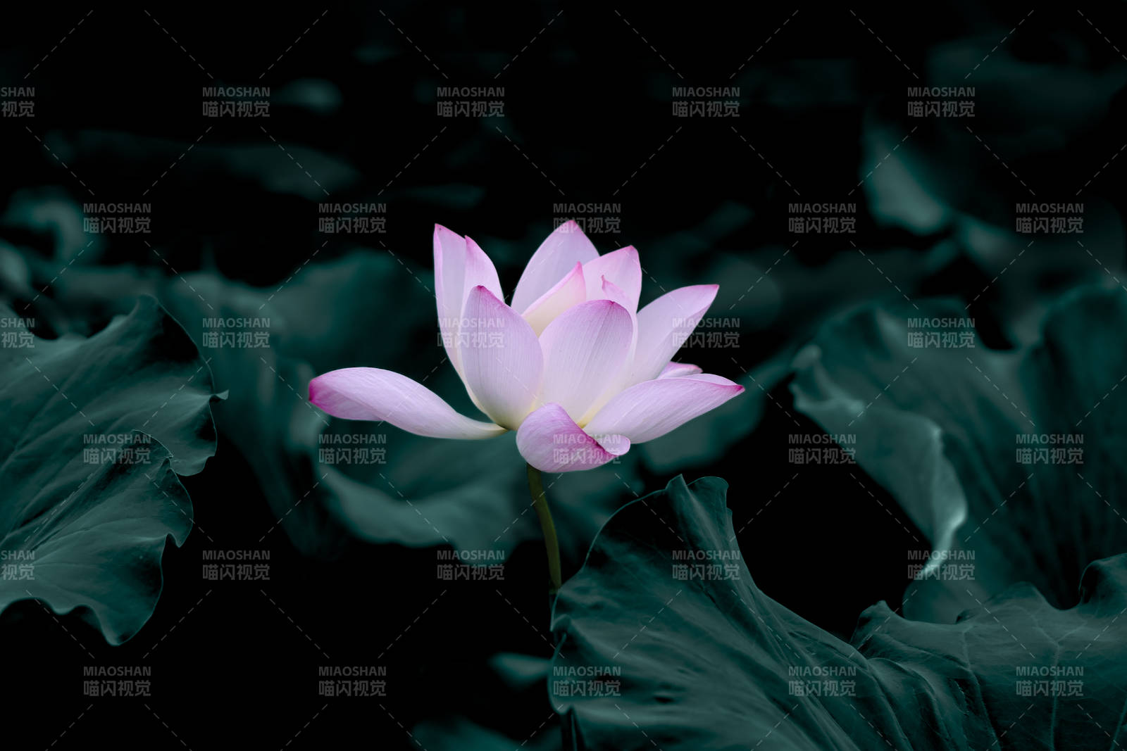 靜謐蓮花 暗夜綻放