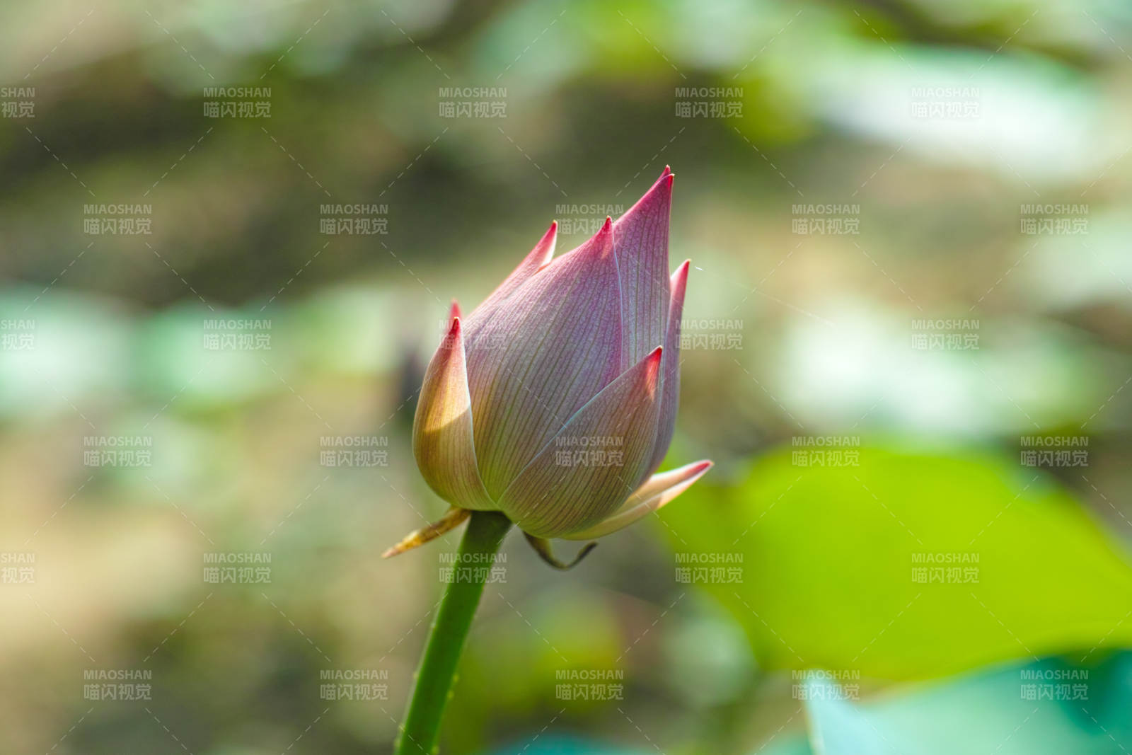 含苞待放的蓮花