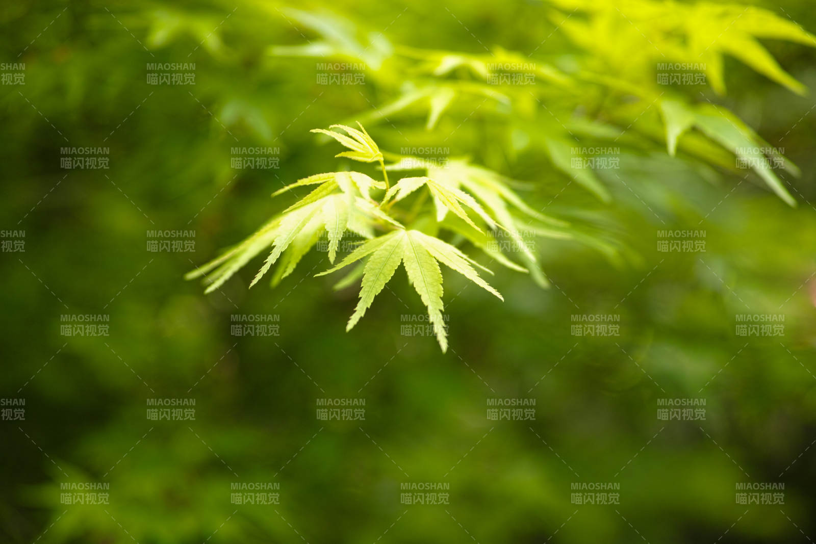 綠葉輕舞 生機盎然