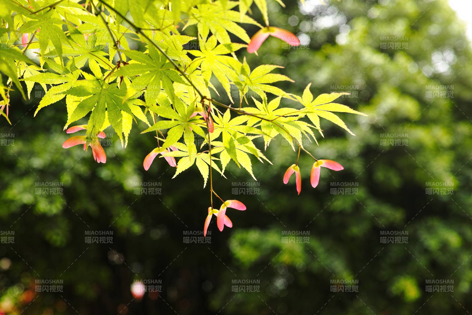 綠葉紅果映秋光