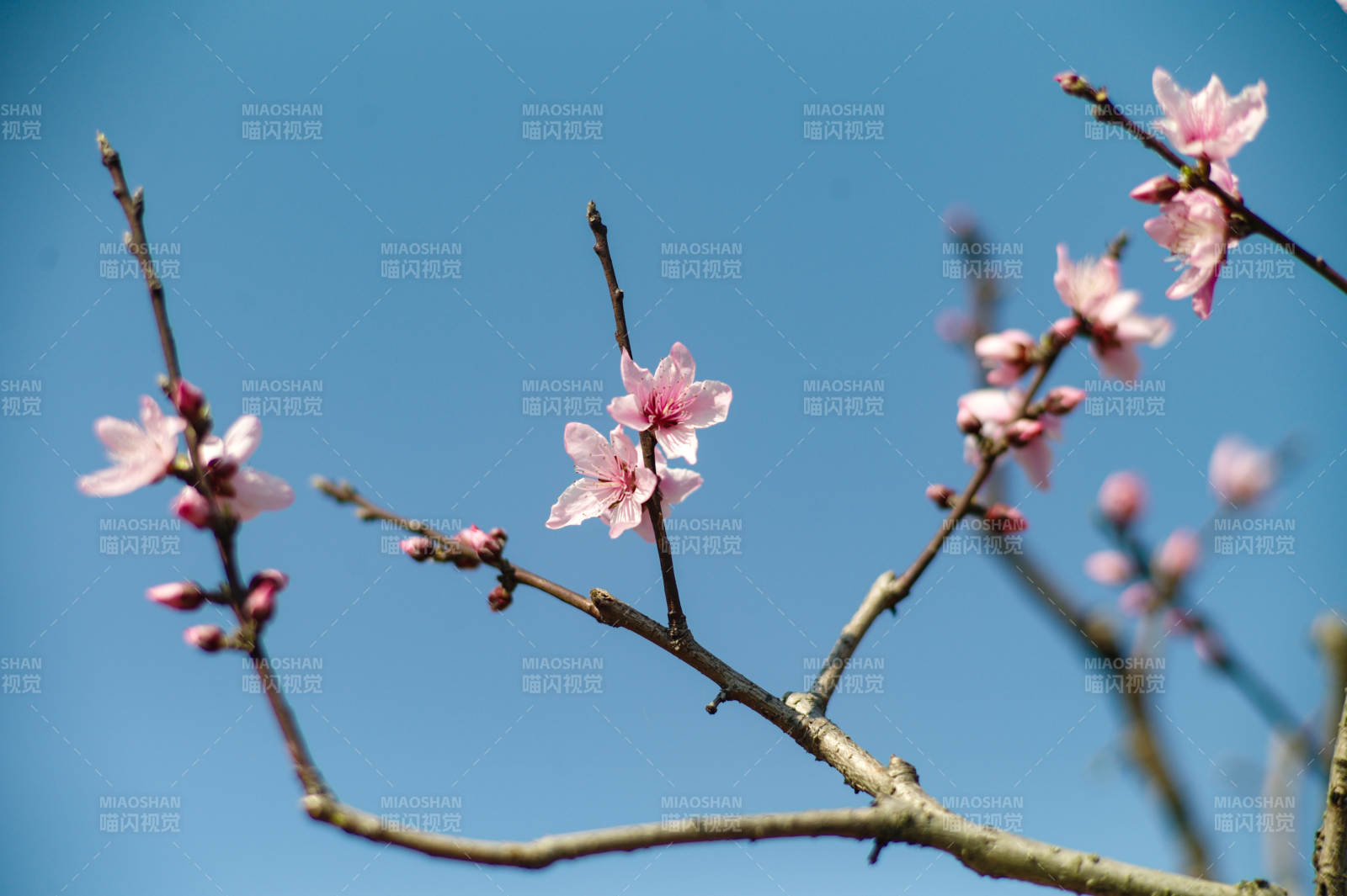 春日枝頭粉花綻放