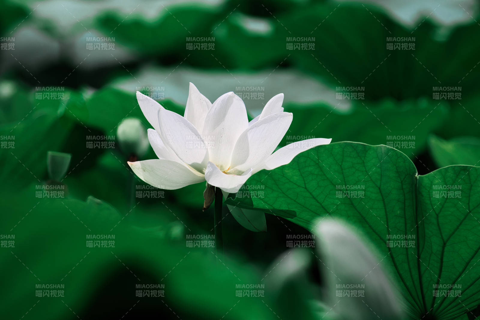 白蓮靜綻綠葉間