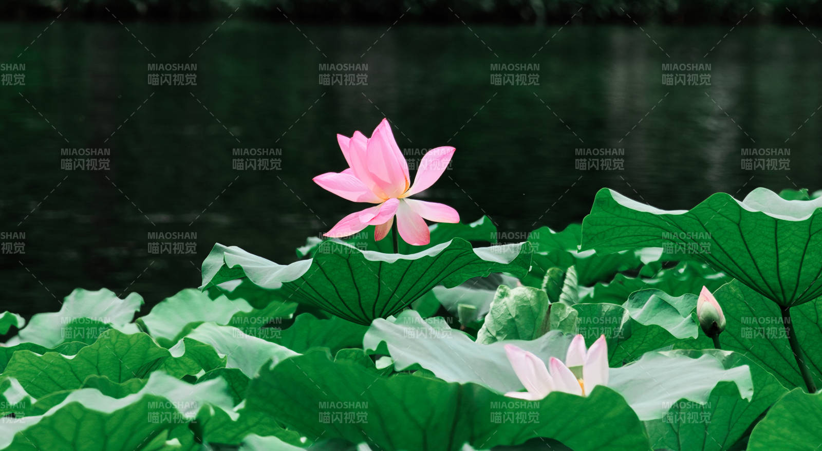 池塘中的蓮花盛開