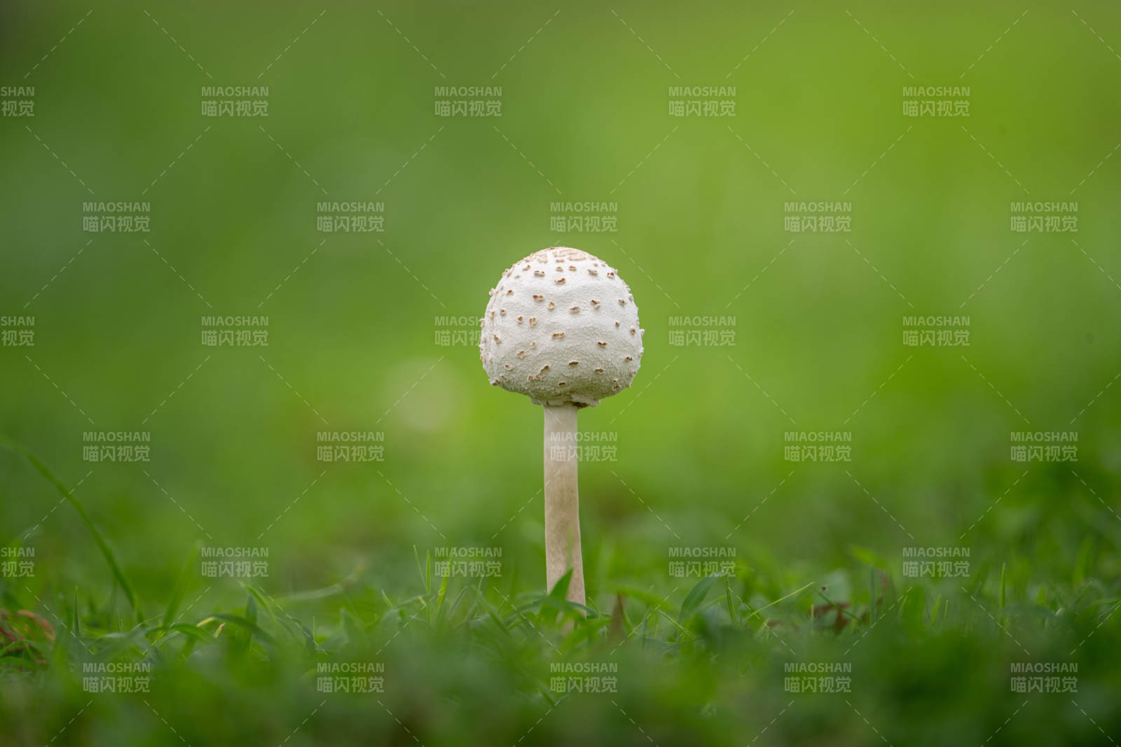 草地上的小蘑菇