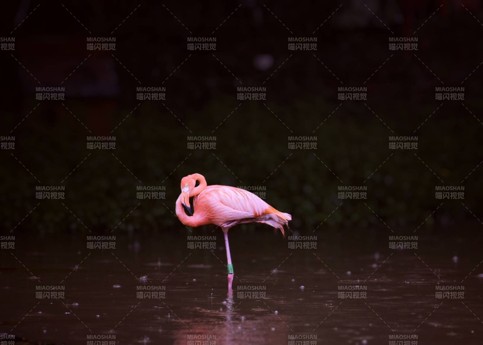 雨中粉紅火烈鳥