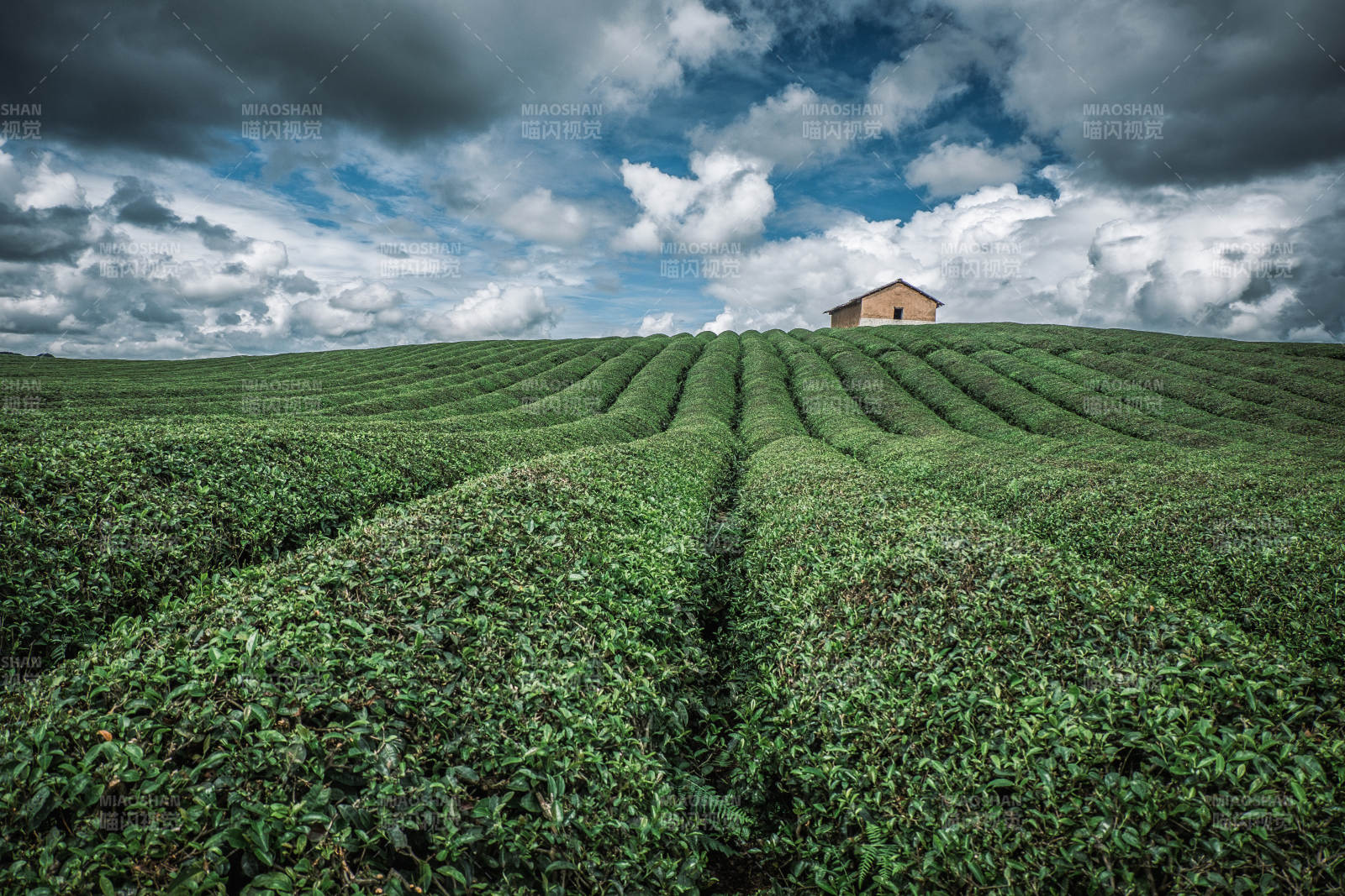 貴州安順十二茅坡茶園