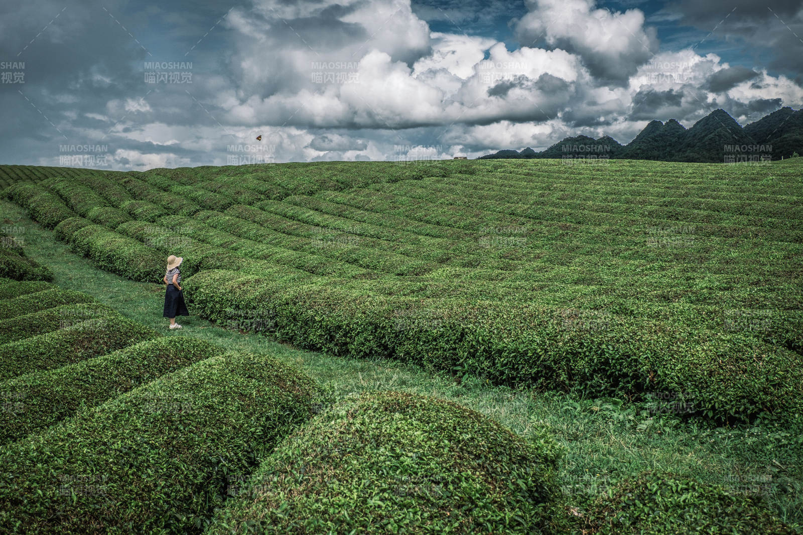 貴州安順十二茅坡茶園