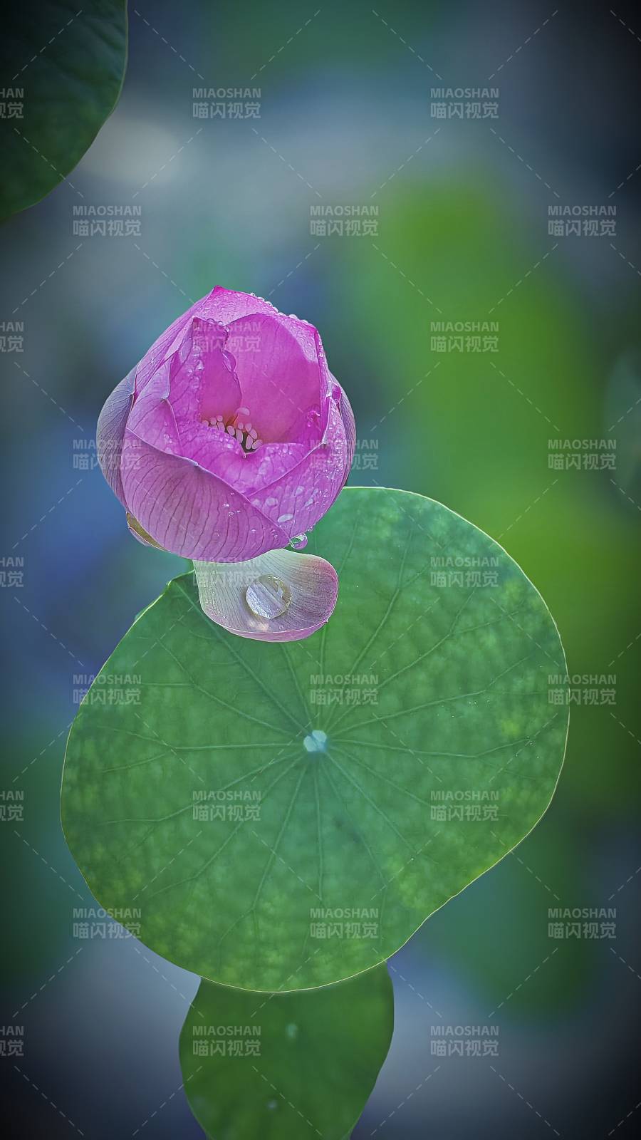 粉蓮靜立綠葉間