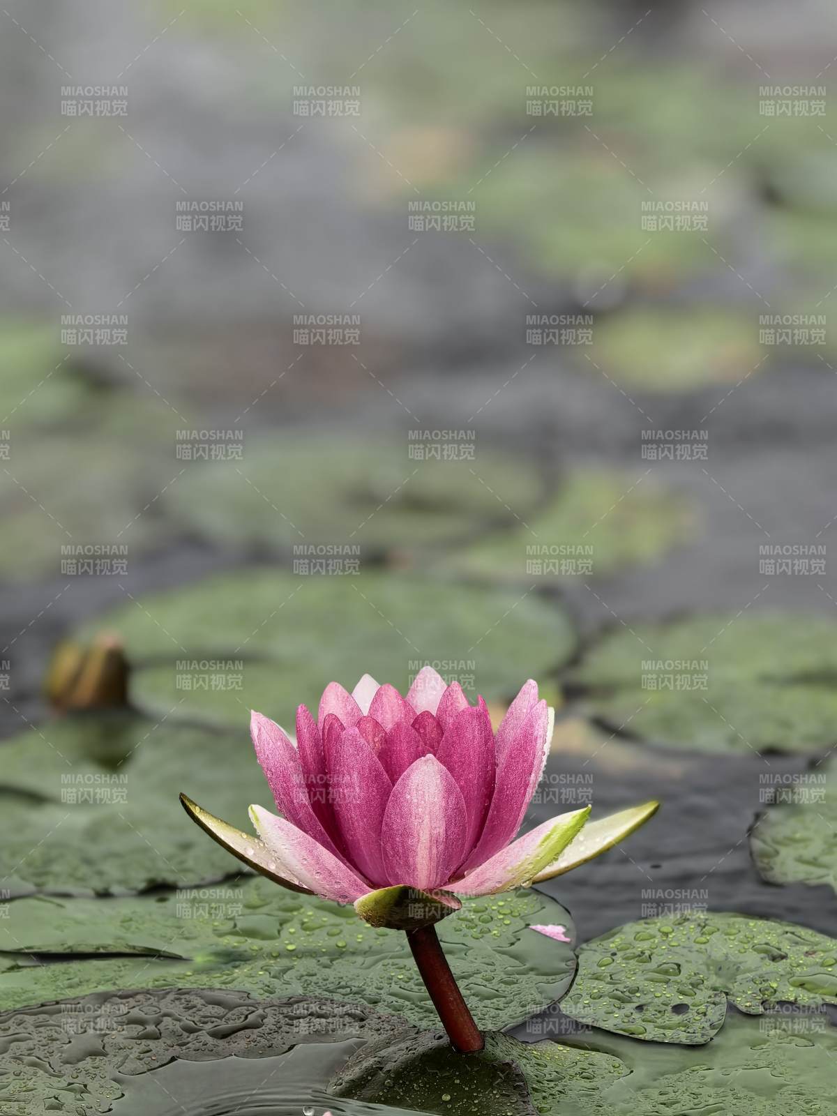 池塘中的粉紅色蓮花