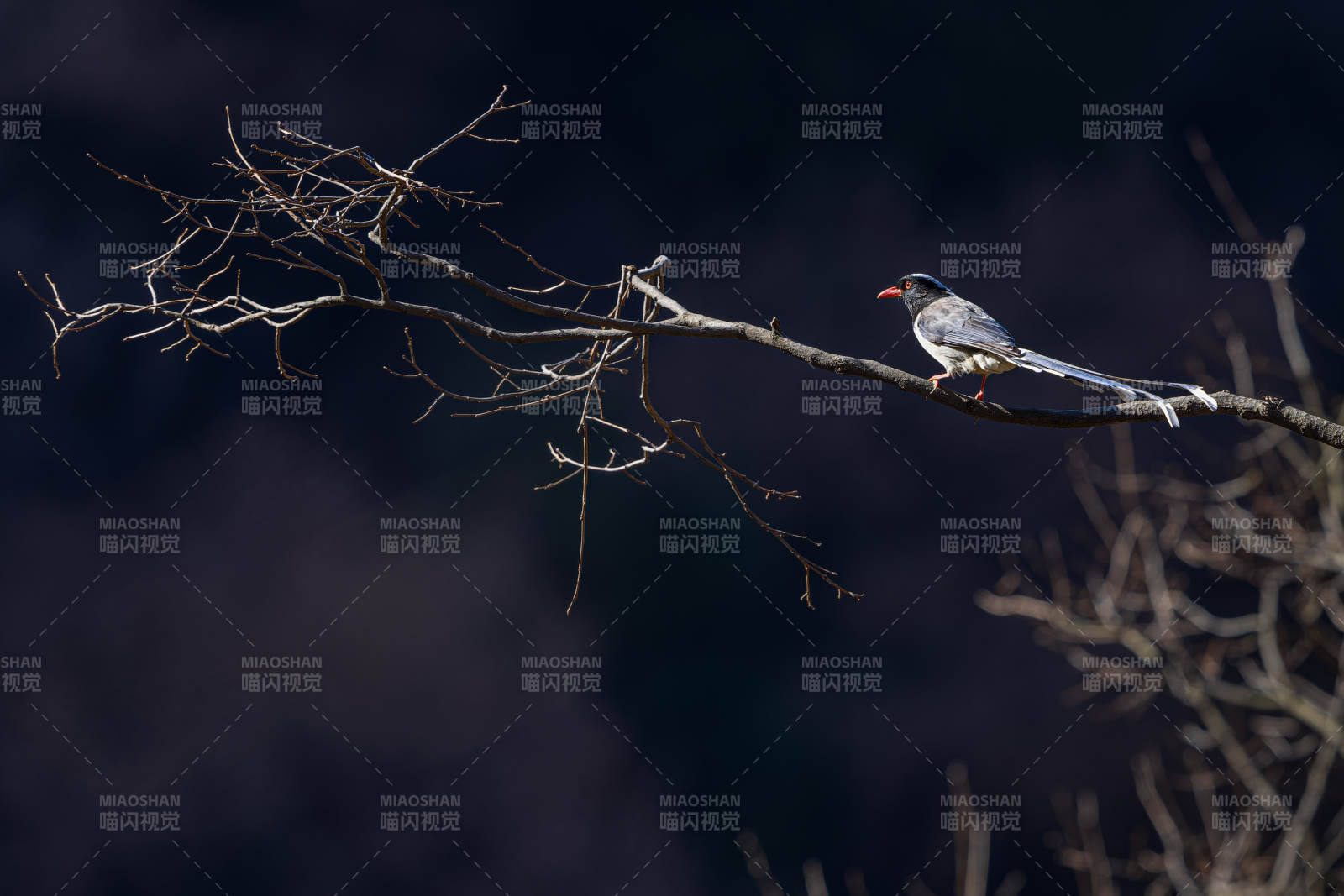 枝頭鳥影 靜謐冬景