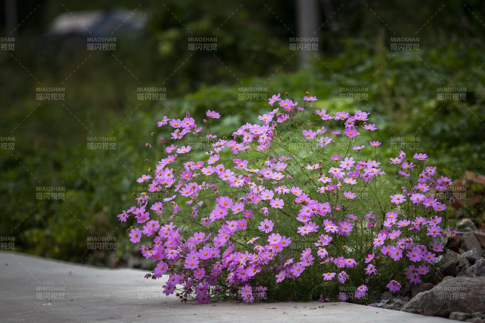 粉色小花叢生路邊景致