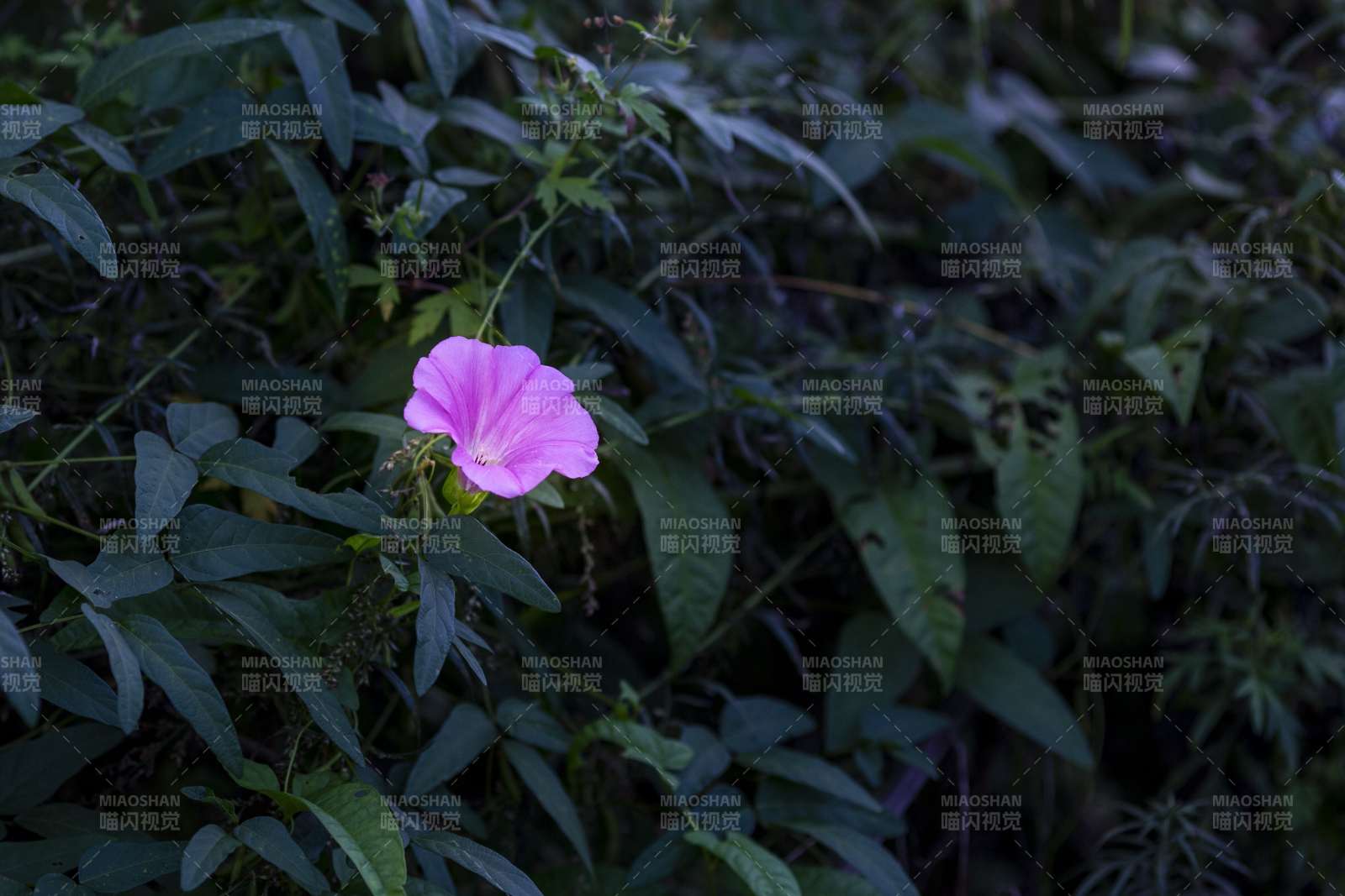 粉色牽牛花在綠葉中綻放