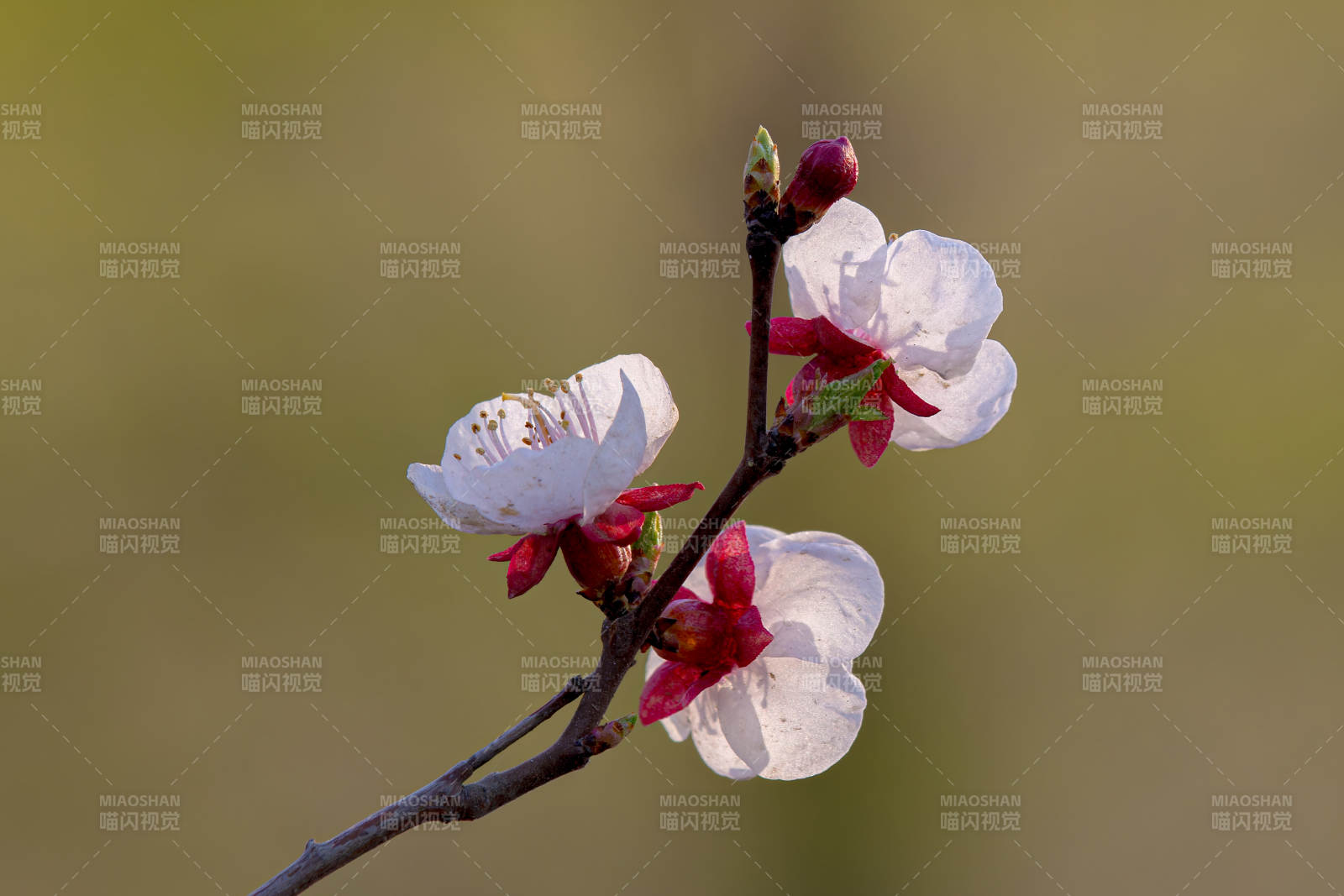 春日枝頭綻放的花朵