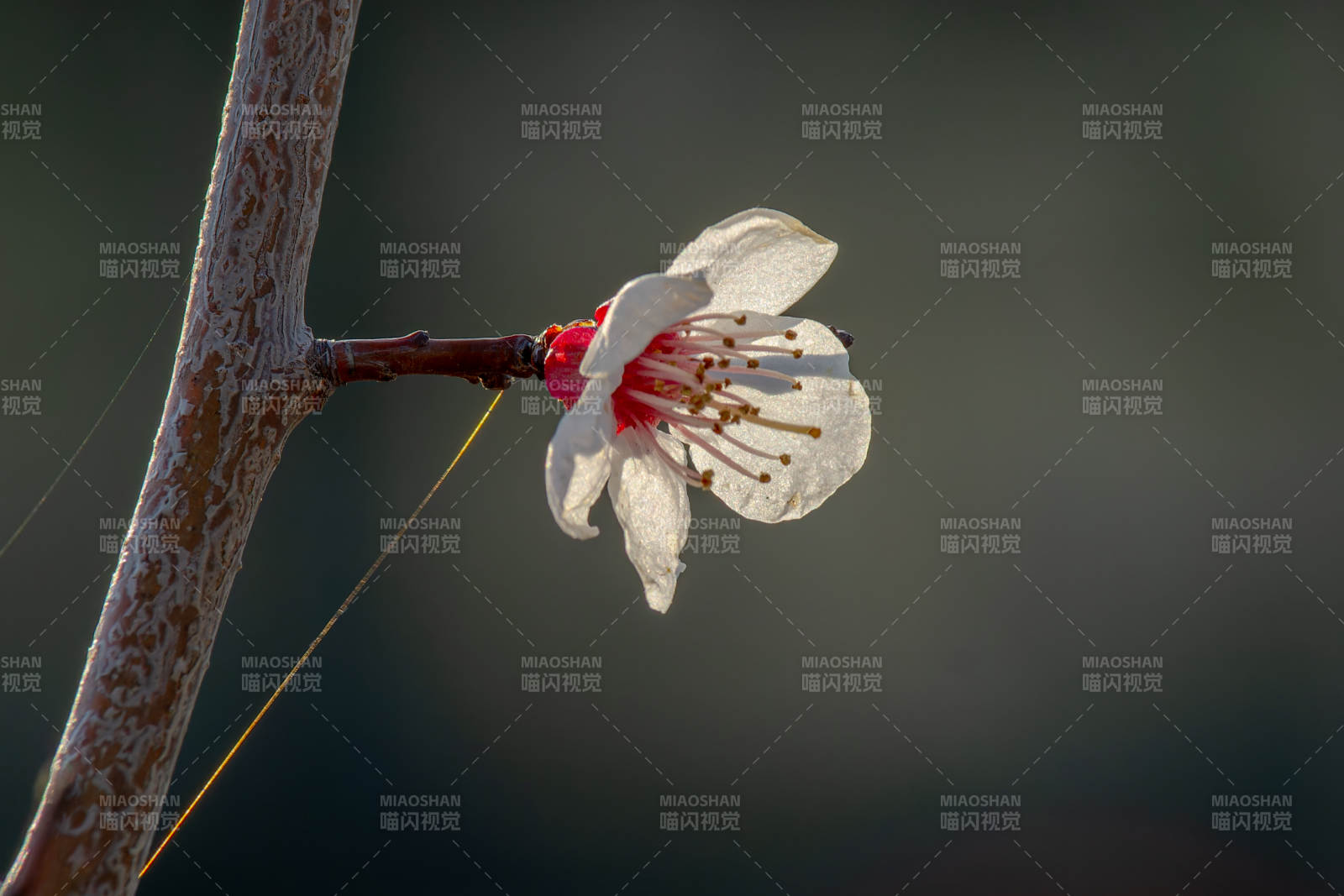 枝頭綻放的白色花朵