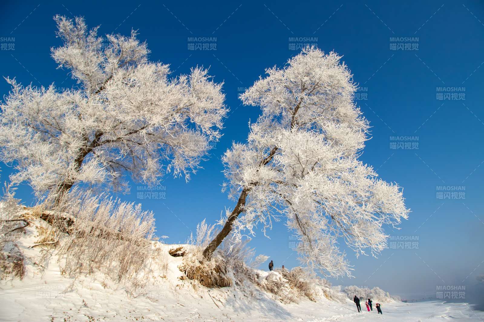 冬日雪景 霜掛枝頭