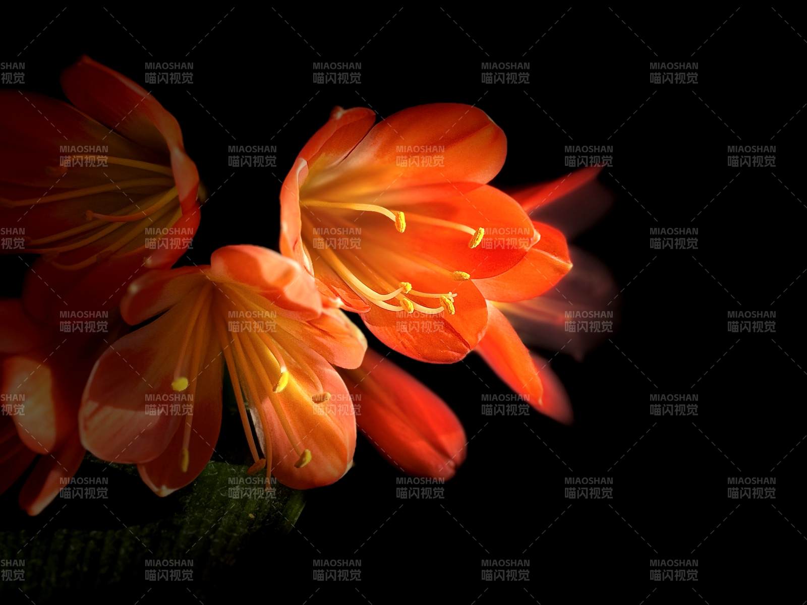 橙色花朵在黑暗中綻放
