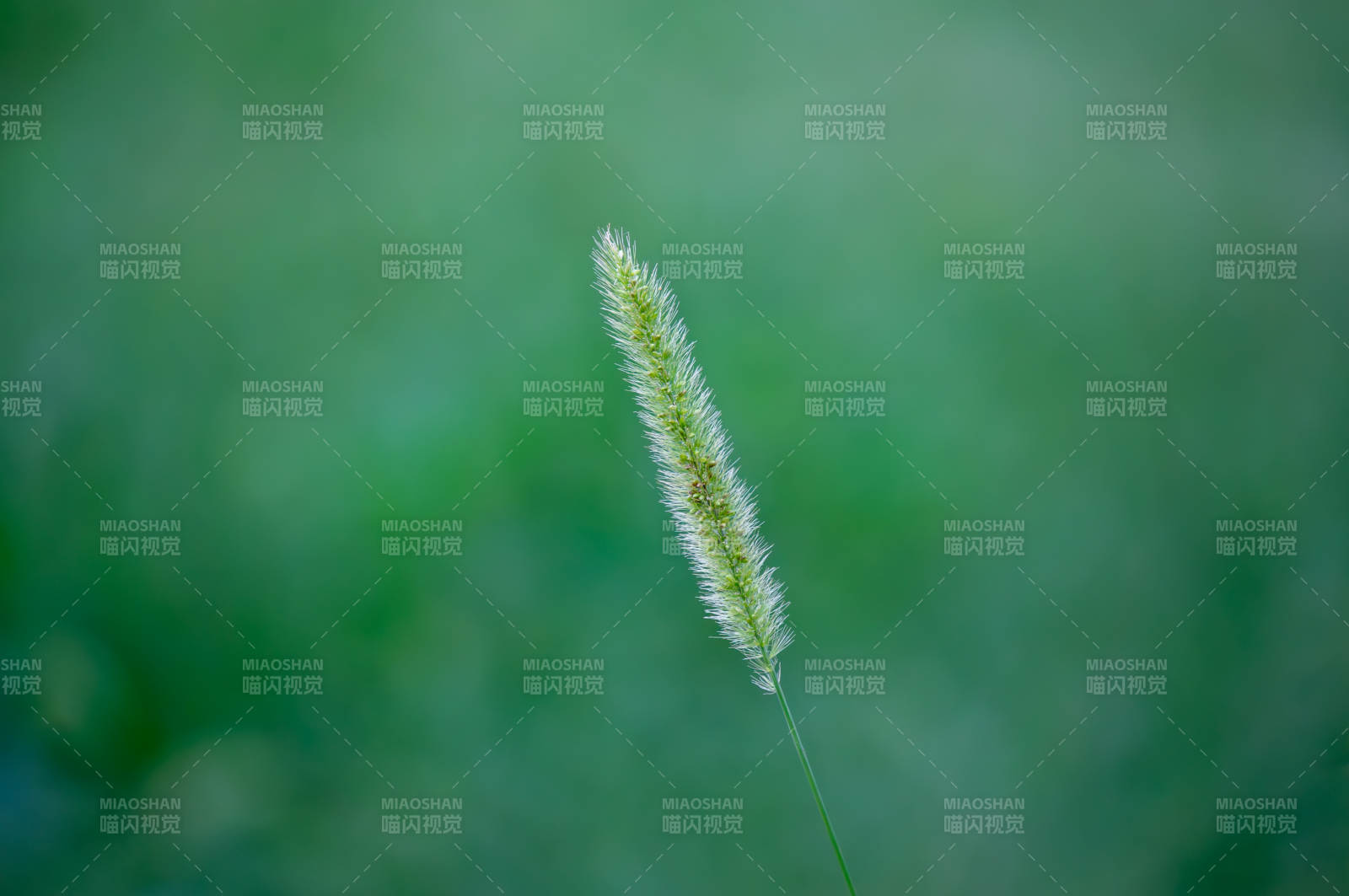 綠意盎然的狗尾巴草特寫
