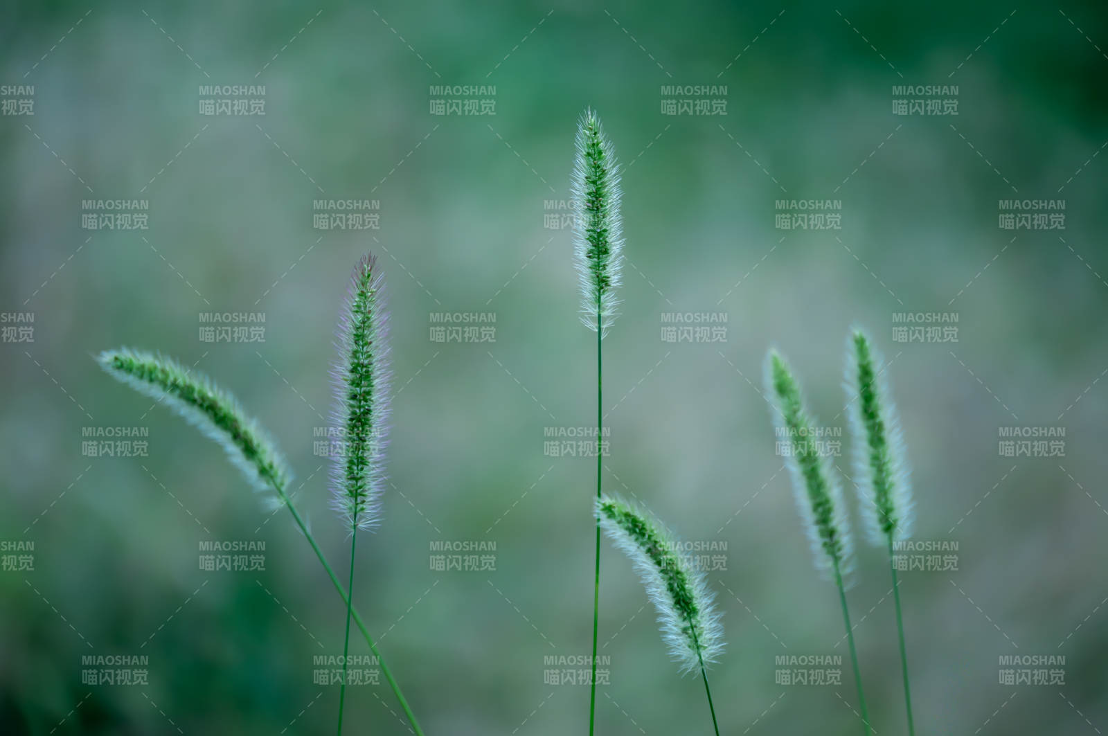 風中搖曳的綠草穗