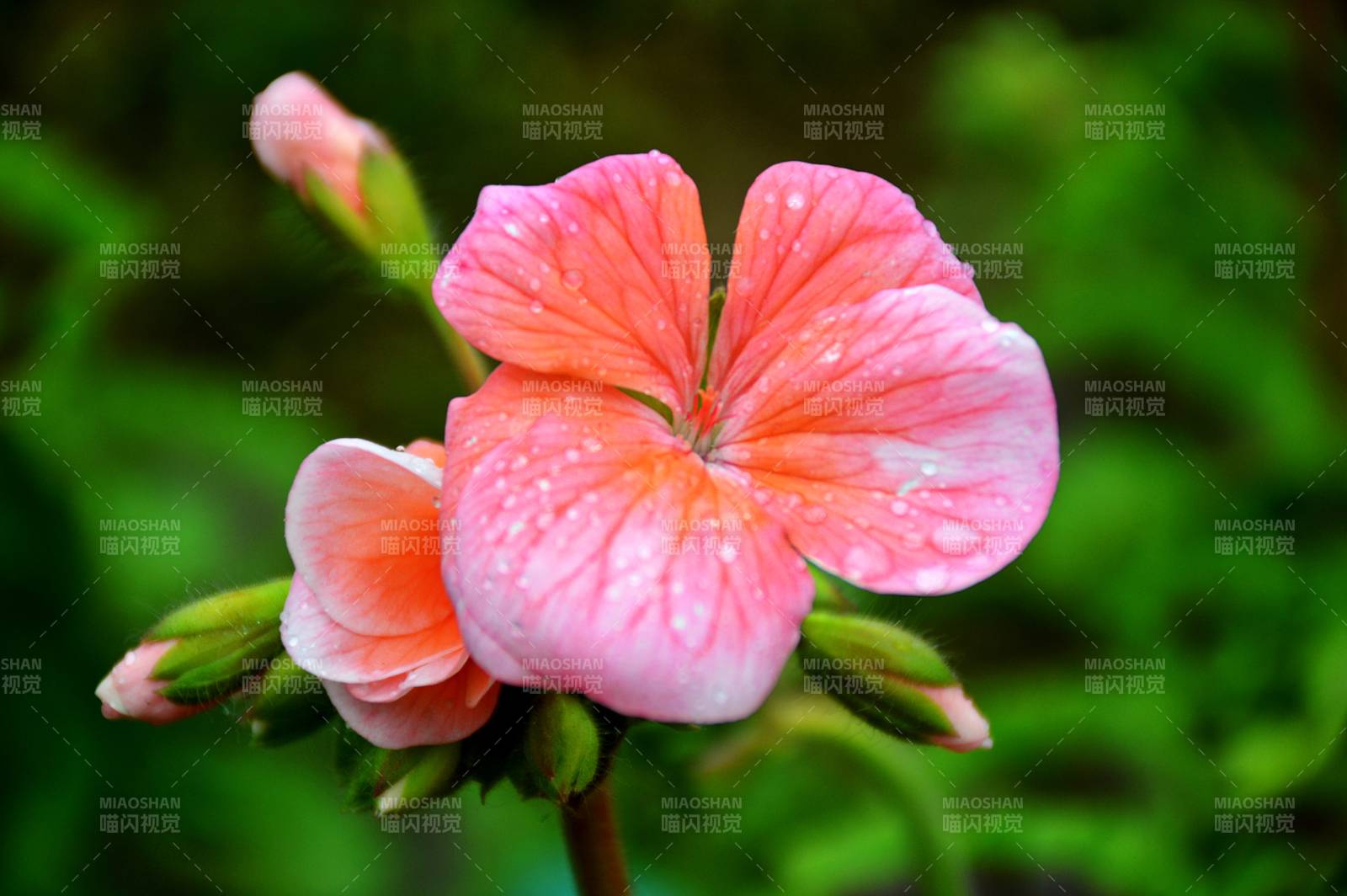 雨后粉紅花朵綻放