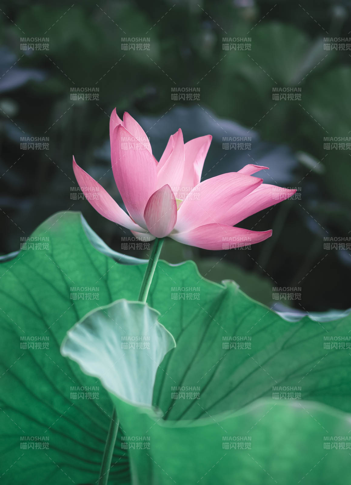 粉蓮靜綻綠葉間