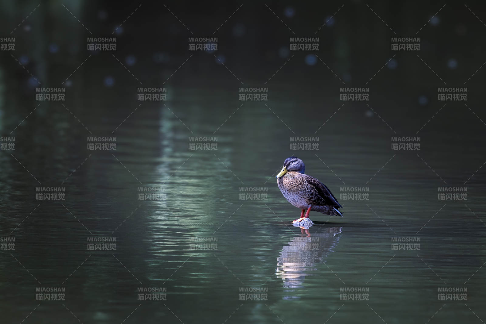 靜謐湖面 孤鴨獨行