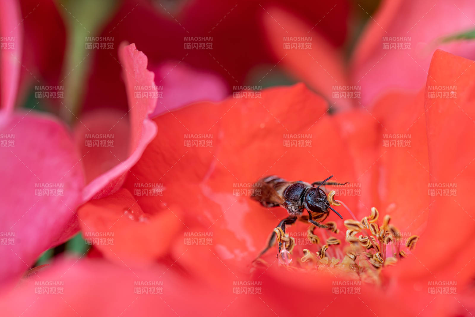蜜蜂采蜜于紅花之中