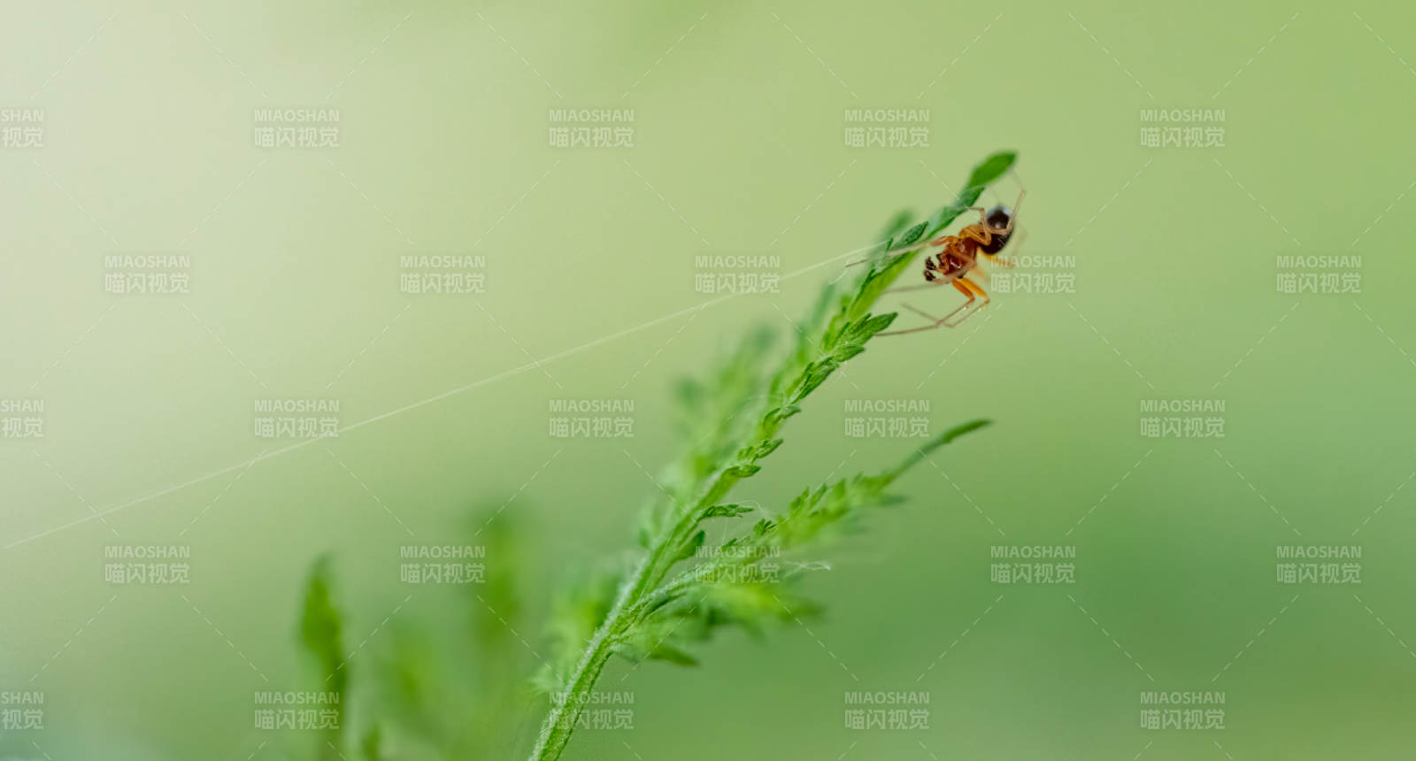 蜘蛛在綠葉上織網(wǎng)