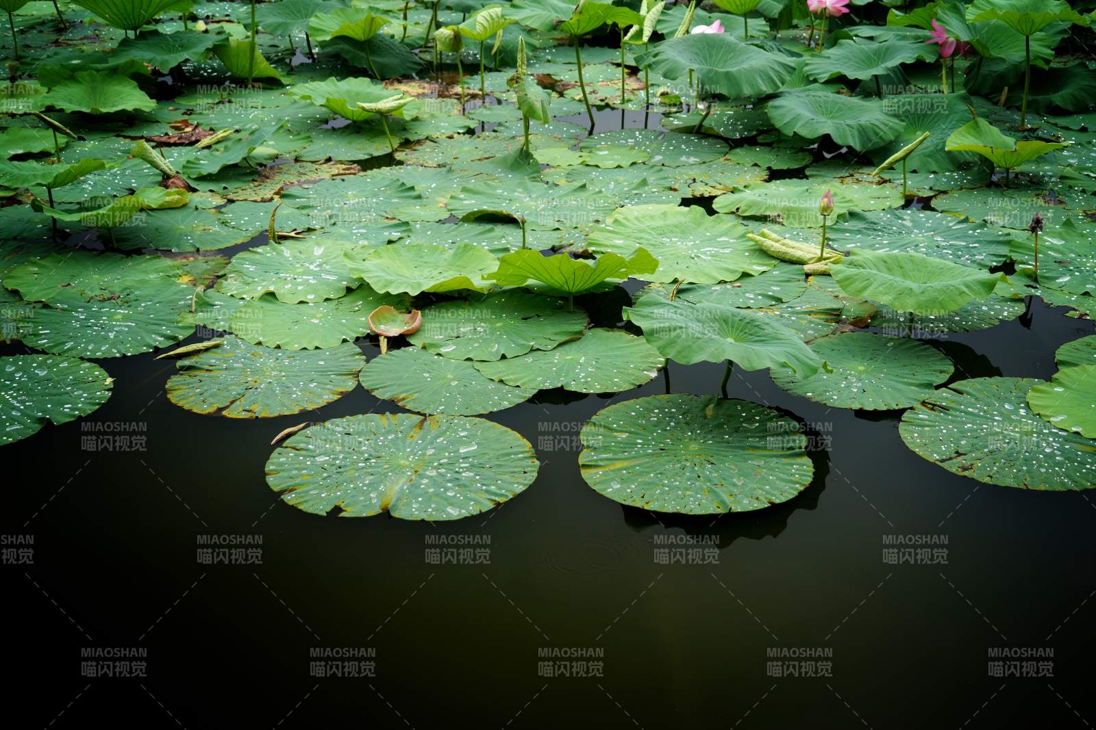 雨后荷塘綠意濃