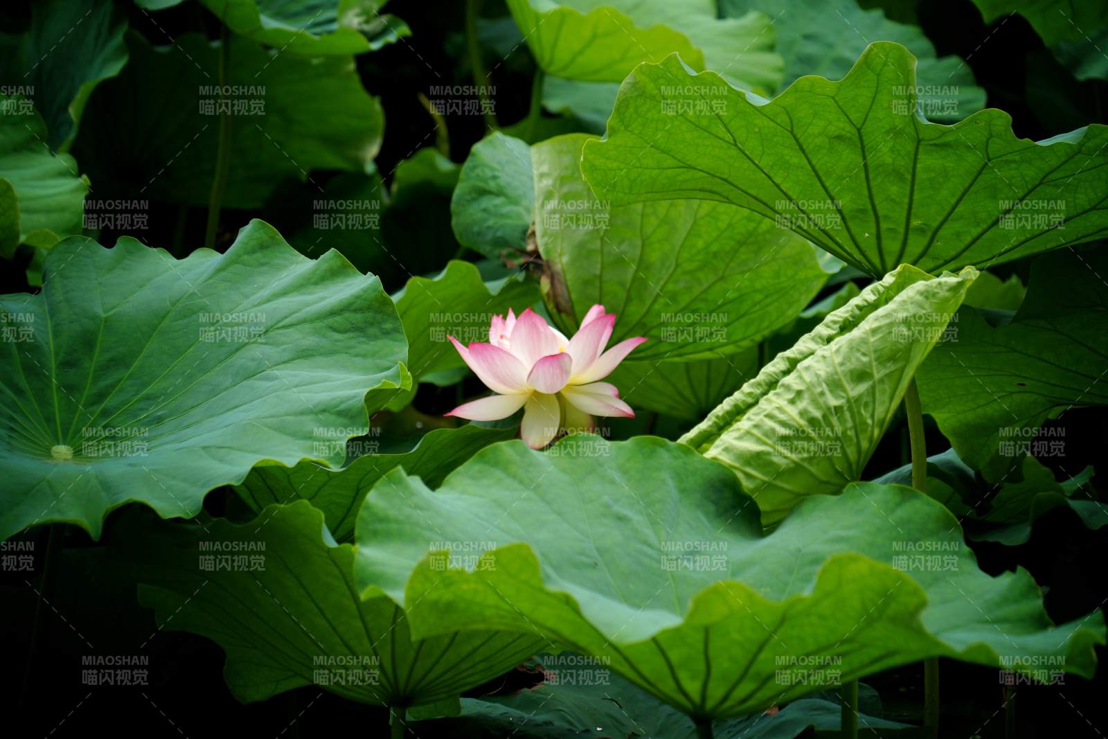 蓮花靜謐 綠葉環(huán)繞
