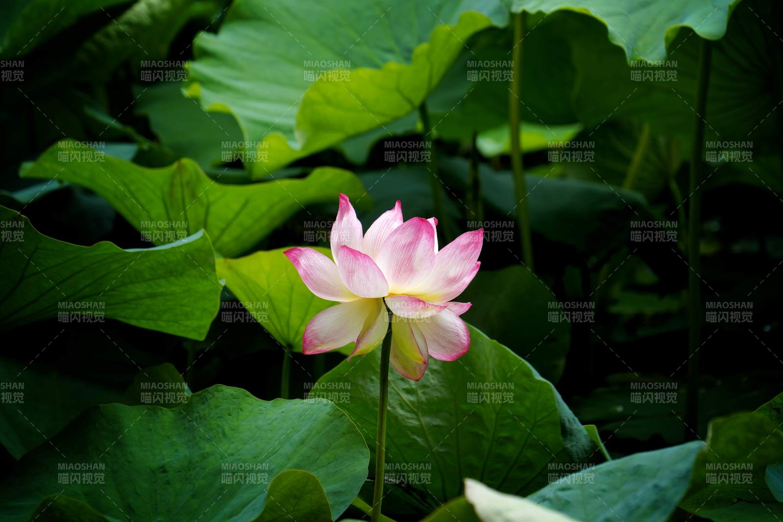池塘中的蓮花盛開(kāi)