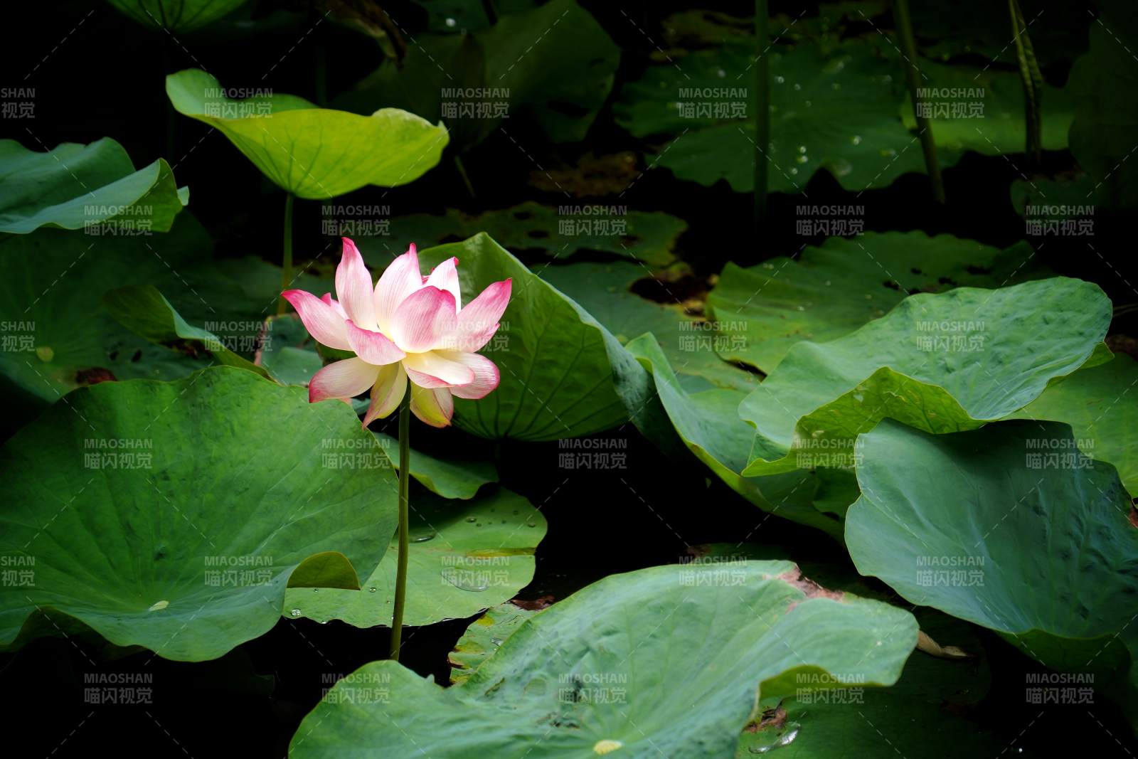 池塘中的蓮花盛開